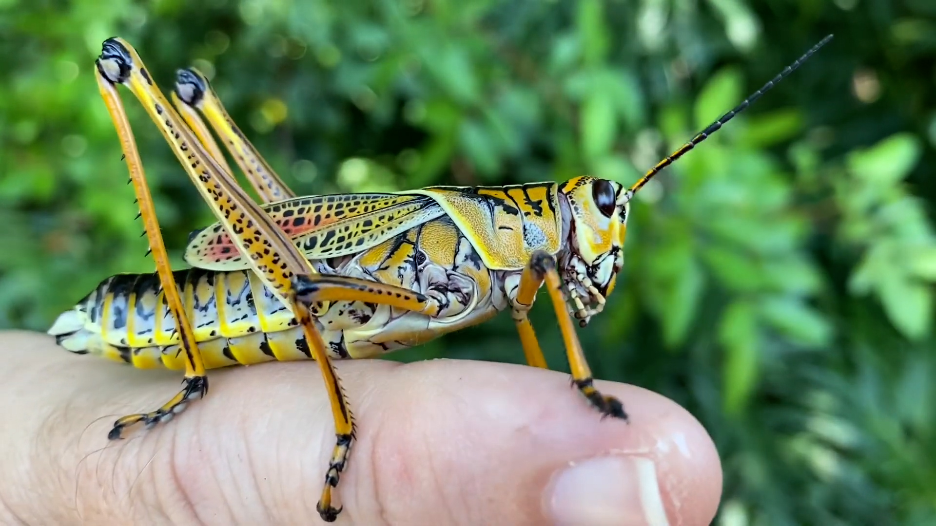 Vs grasshopper locust Are Locusts