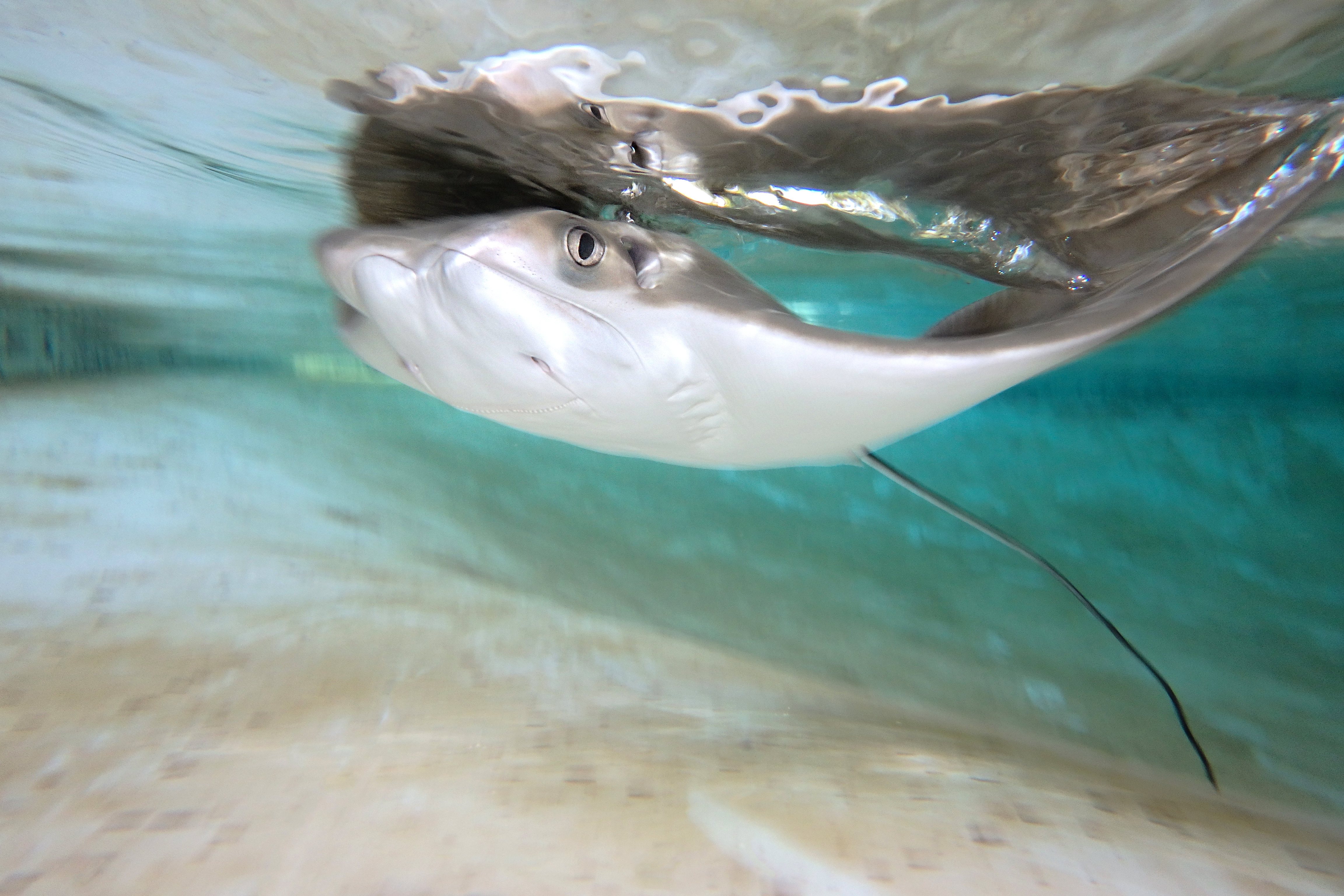 One year after 12 rays died, ZooTampa will reopen stingray touch tank, Travel & Leisure, Tampa