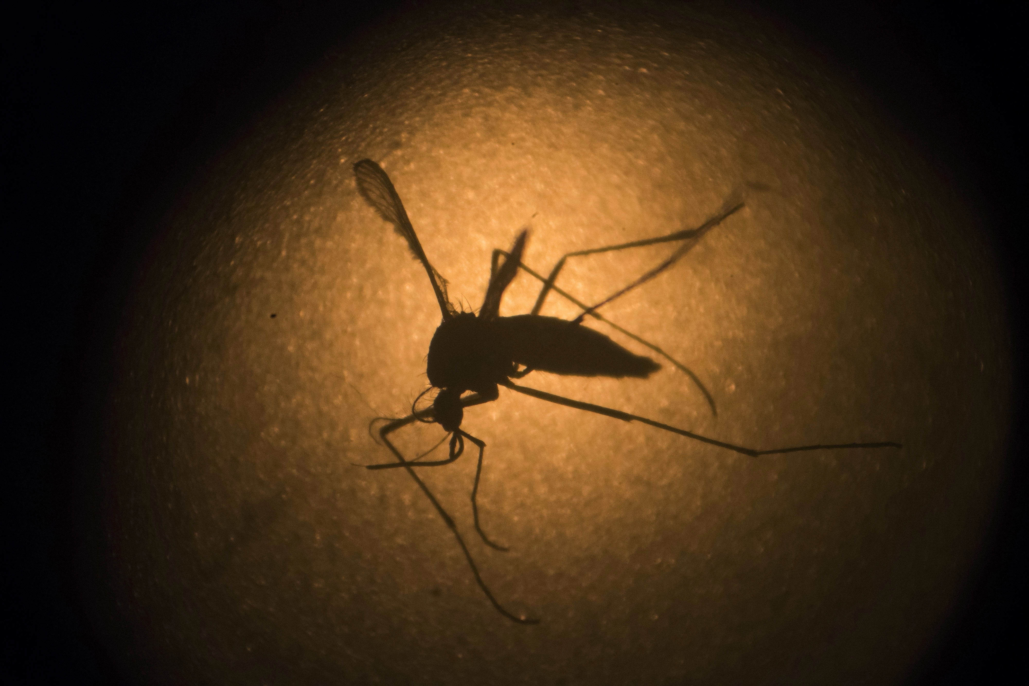 Aggressive mosquito species thriving in Las Vegas