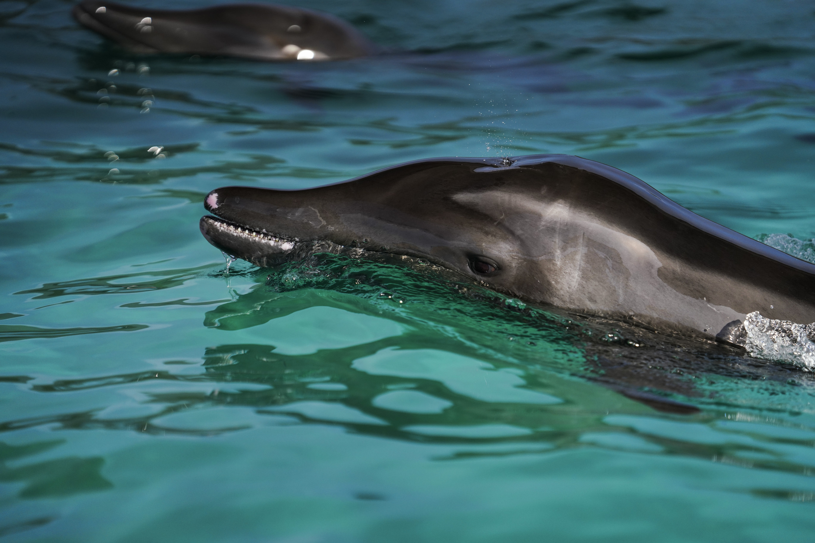 Izzy The Dolphin Finds A Forever Home At Clearwater Marine Aquarium