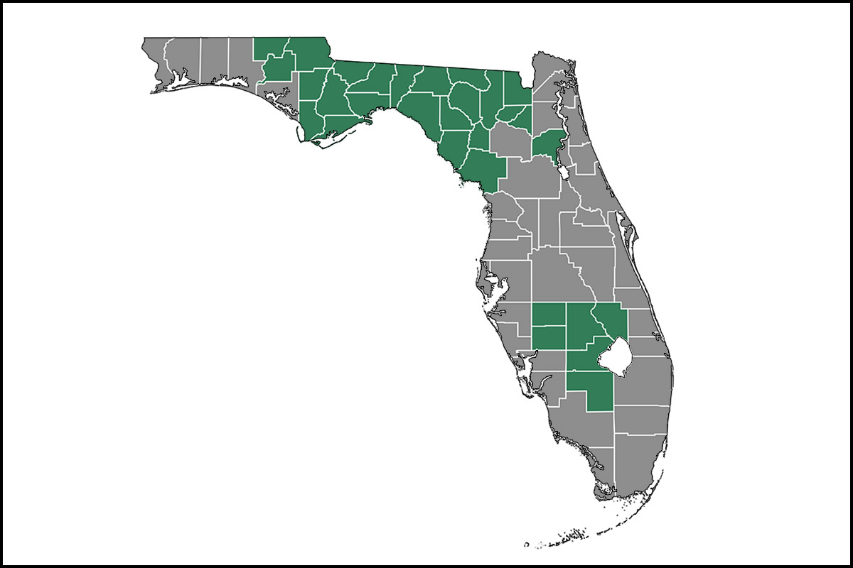 Pockets of development are boosting workforce, output and revenue in Florida’s 31 rural counties.