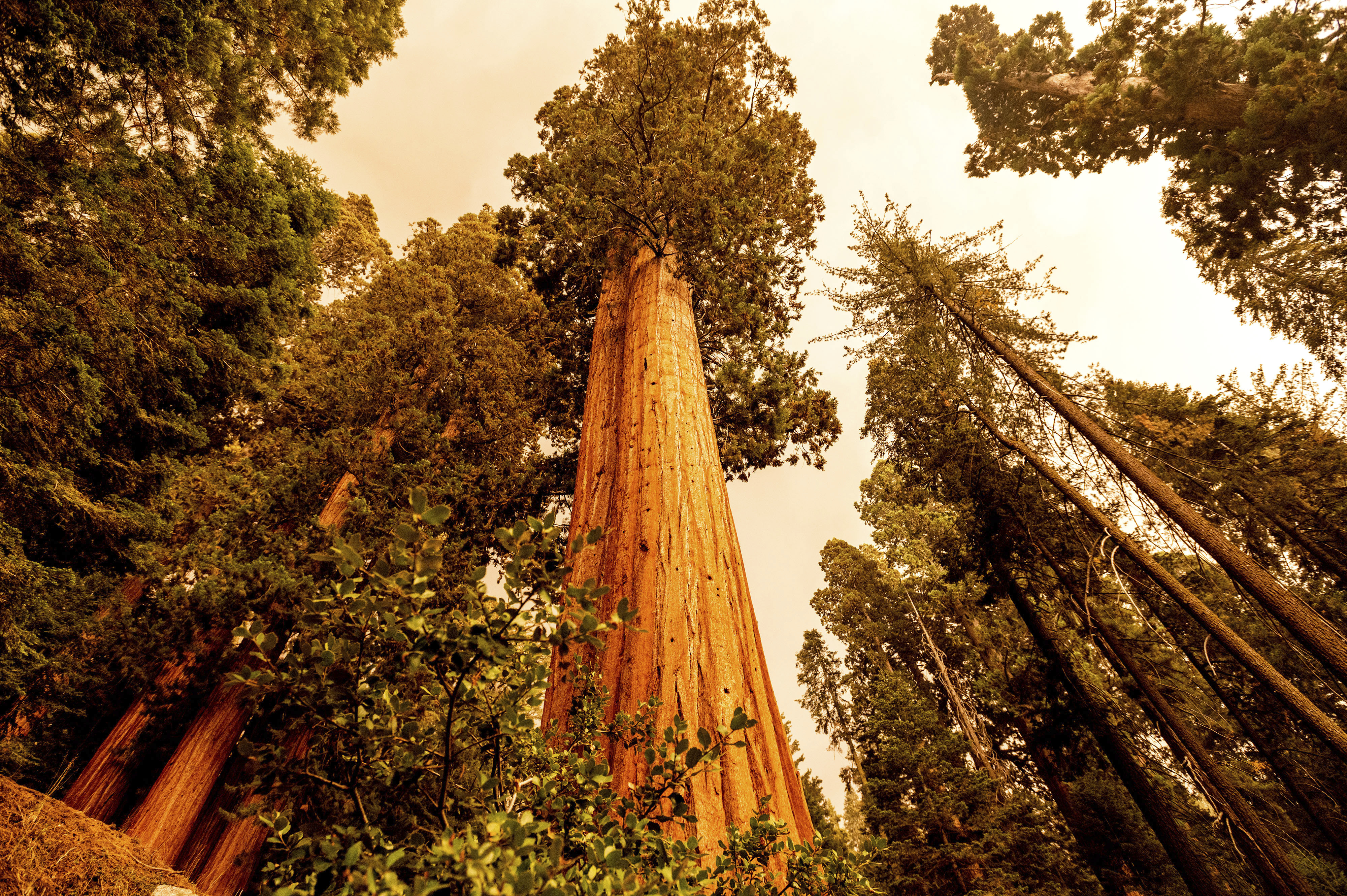 Giant Sequoia trees in Sequoia NP being protected from fire with structure  protection wrap - Wildfire Today