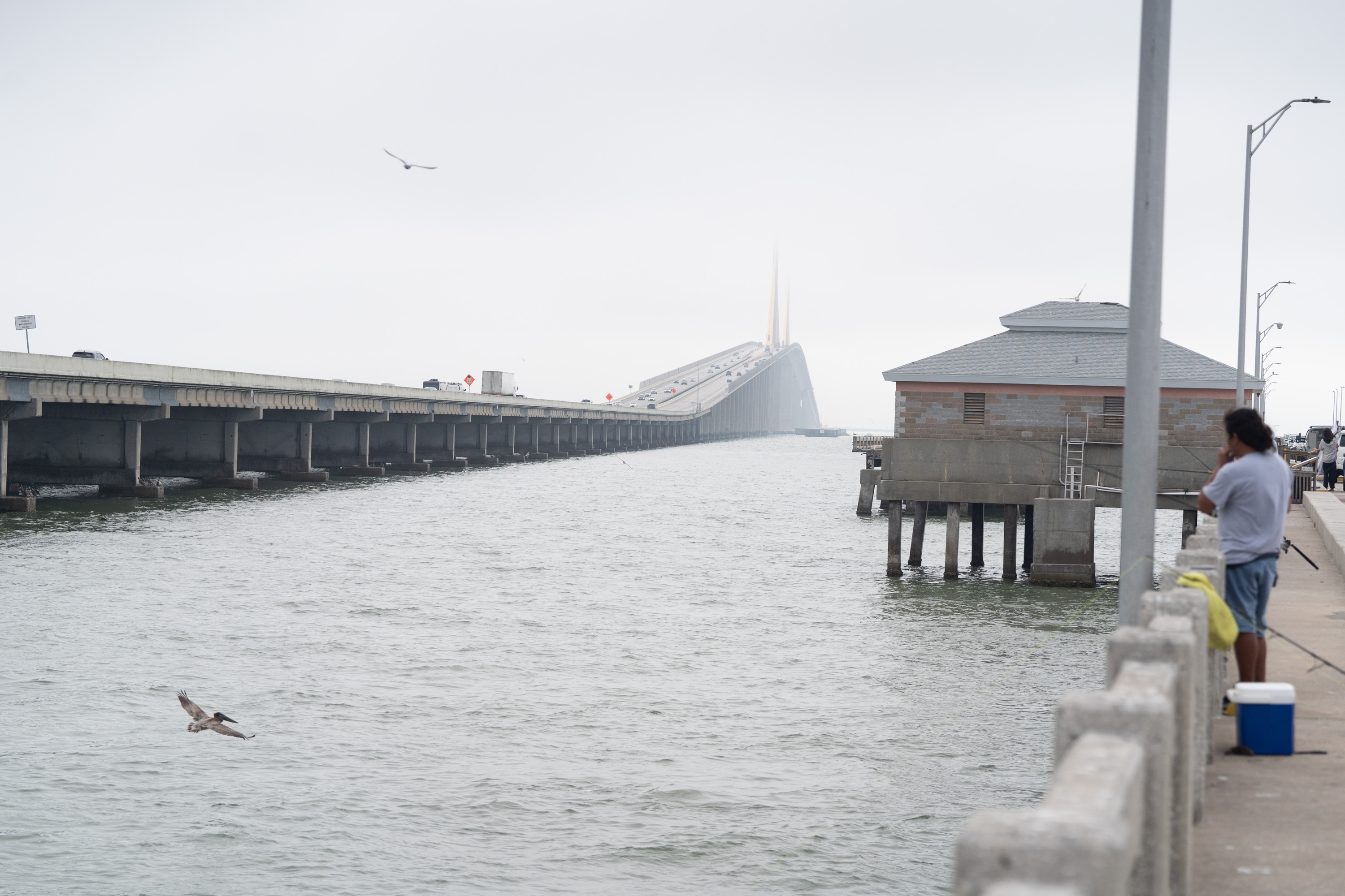 Wildlife officials propose new rules for anglers at Skyway pier to curb  bird deaths