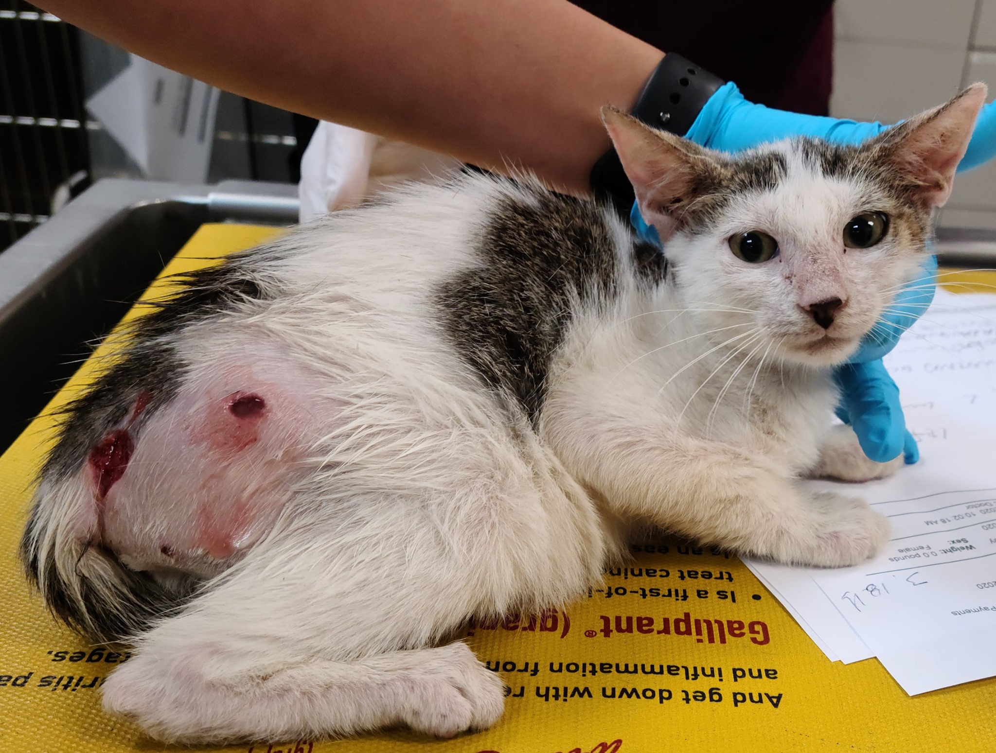 Who shot Flower with a BB gun? There's a $1,000 reward to solve Tampa cat  shootings