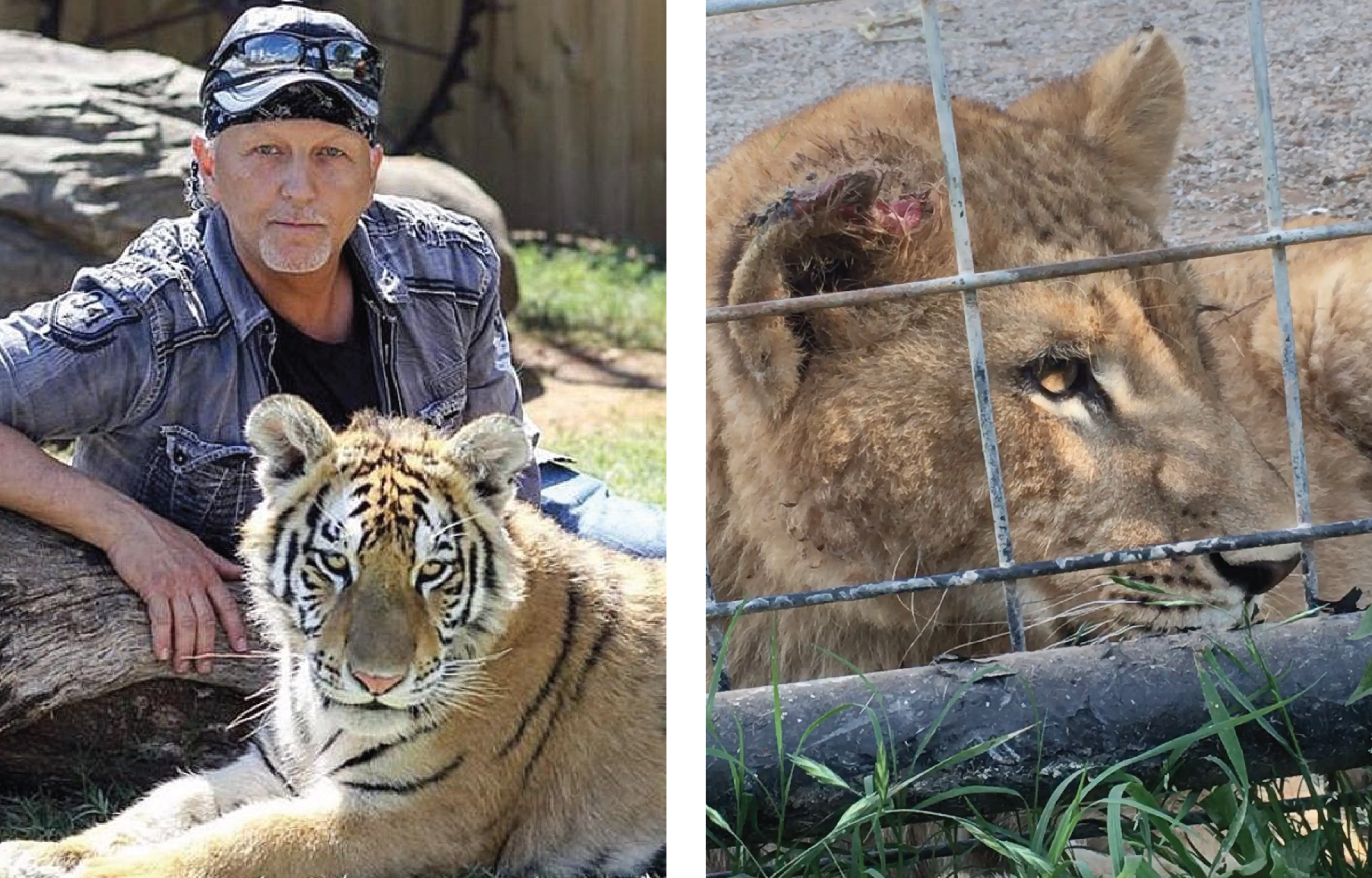 Tiger King Joe Exotic's former park now called 'zoo of horrors'