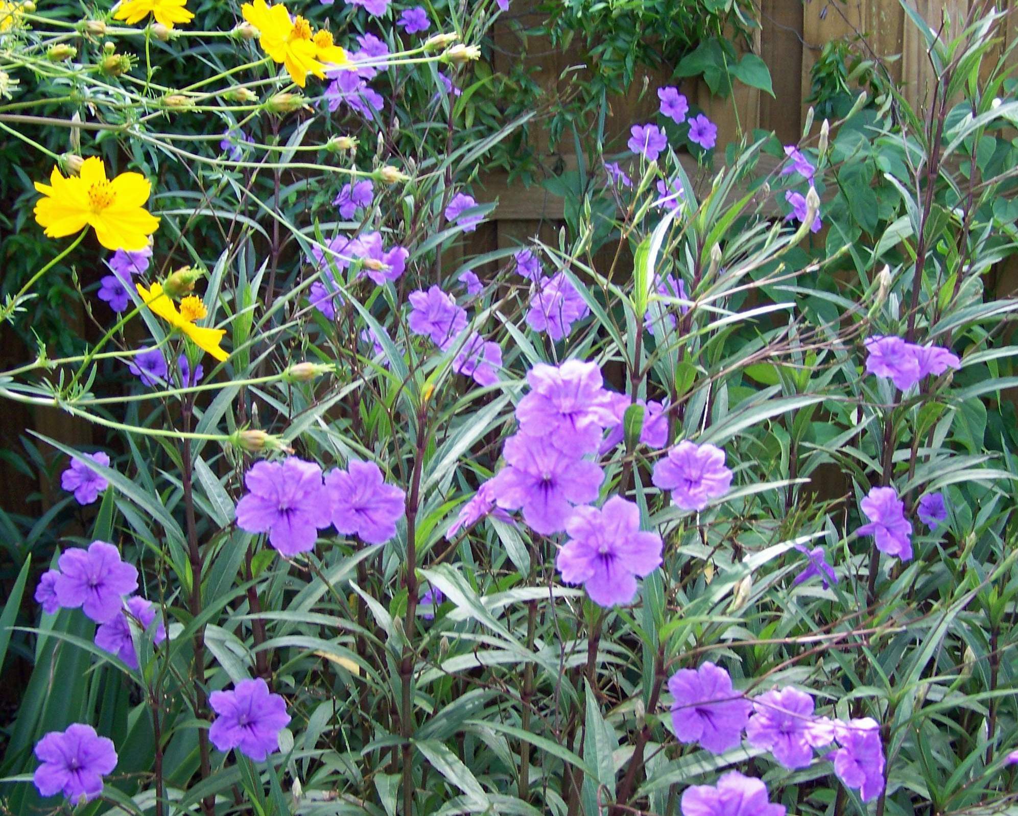 olivenbaum kaufen 20 jahre Olea europaea main image 1