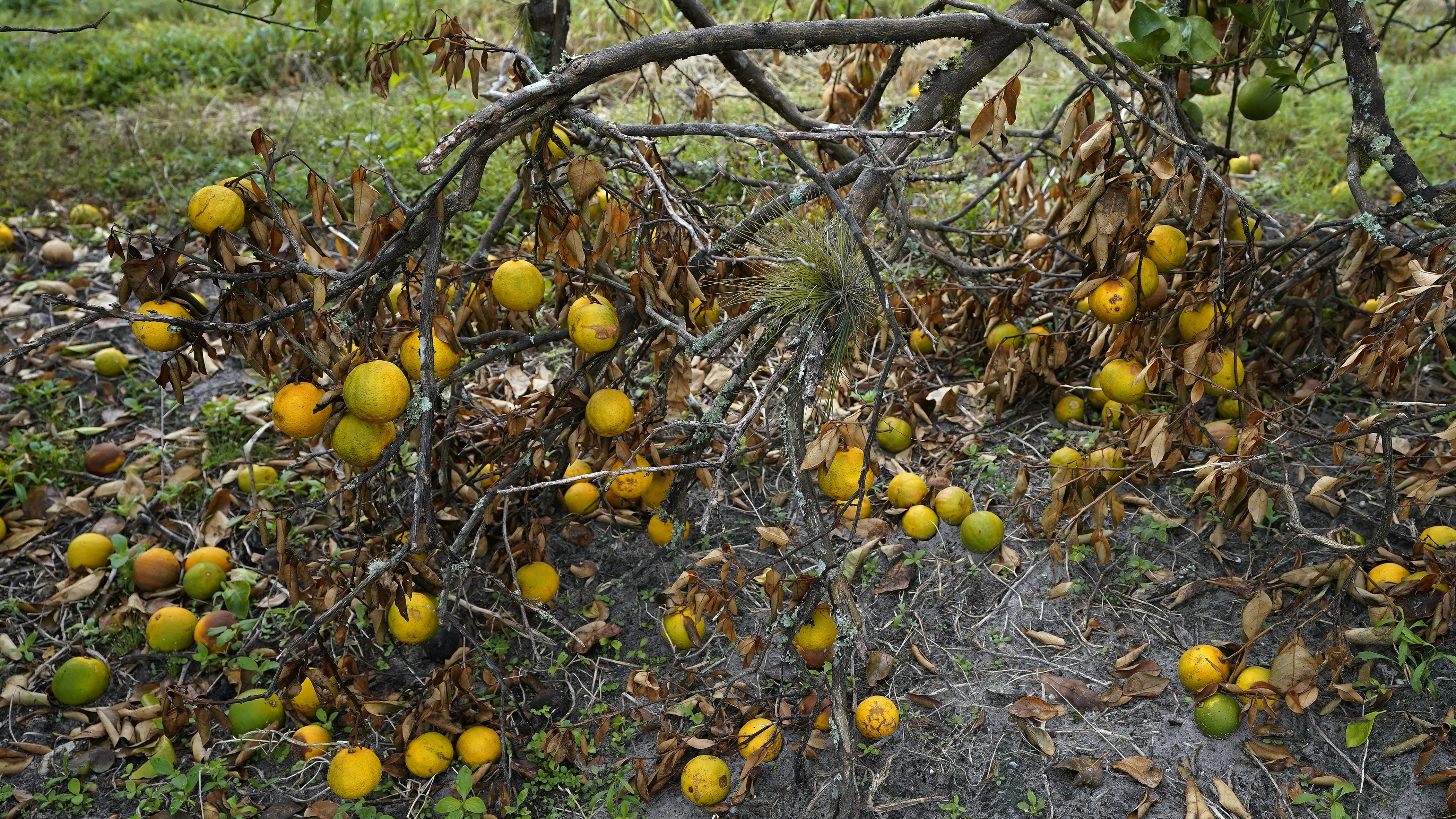Florida's Orange Farmers Worried About Their Crops After Hearing the Newest Prediction