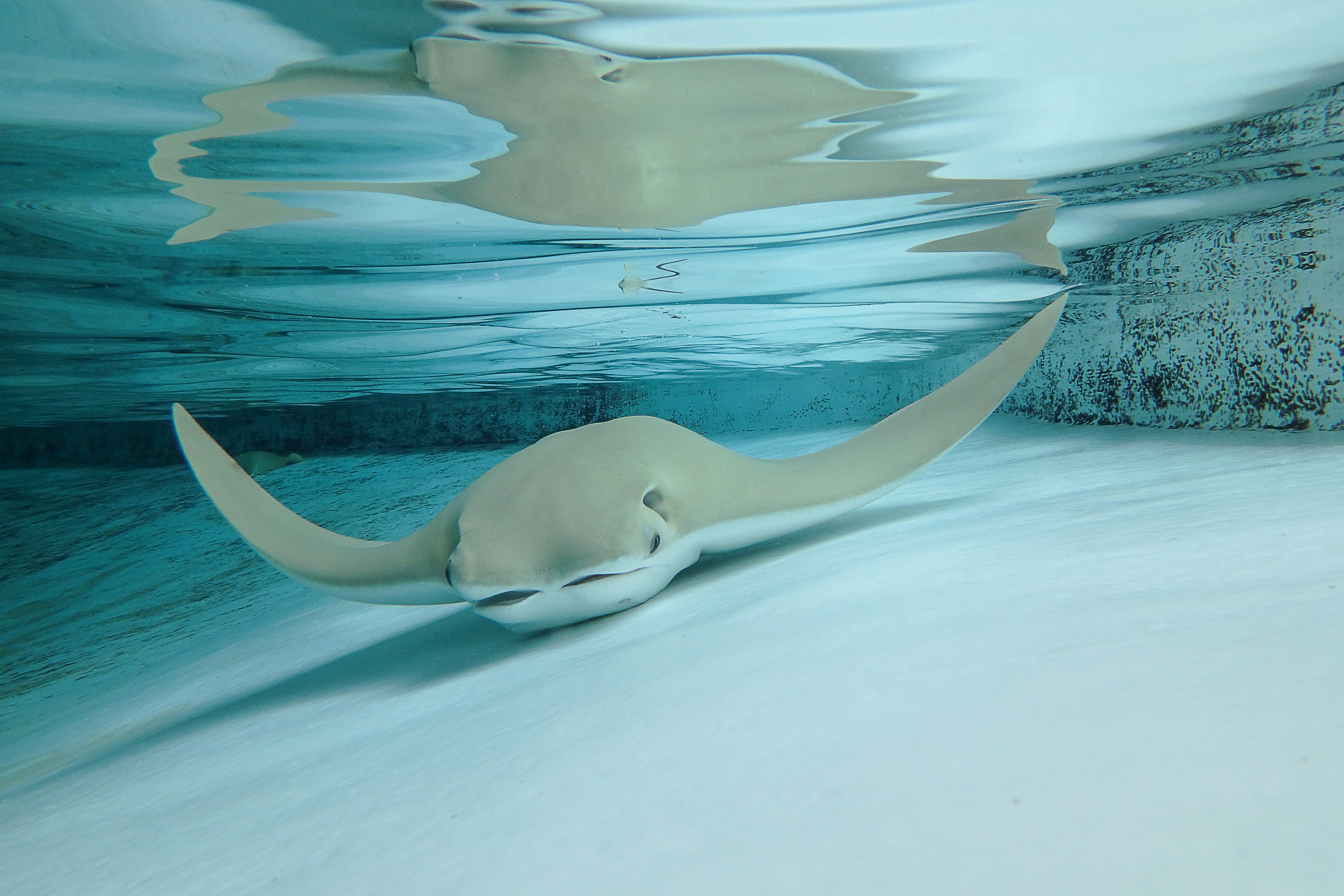 Ray Touch Tank - Zoo Exhibit in Saint Petersburg