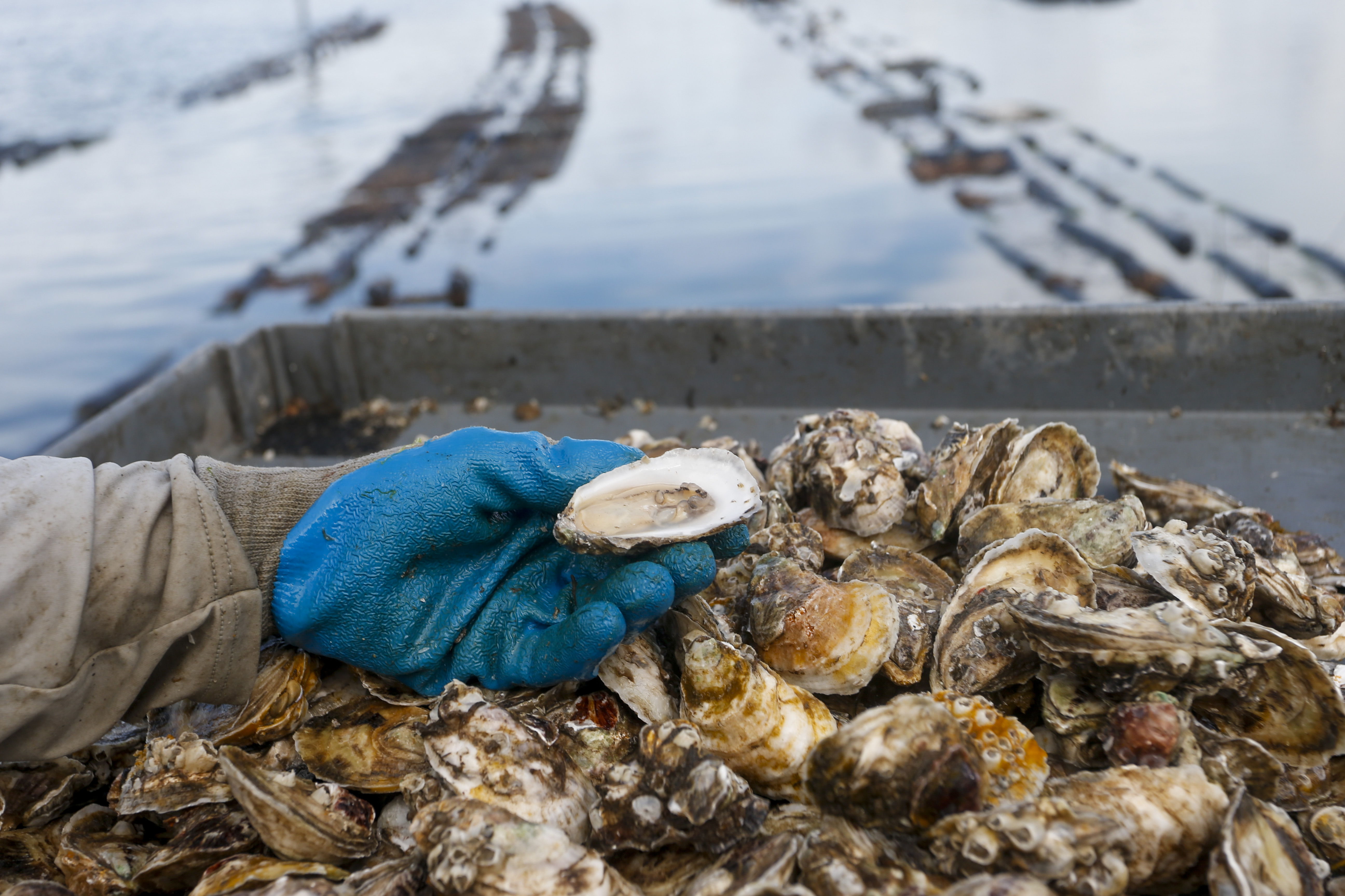 The 3 Best Places to Buy Oysters Online 