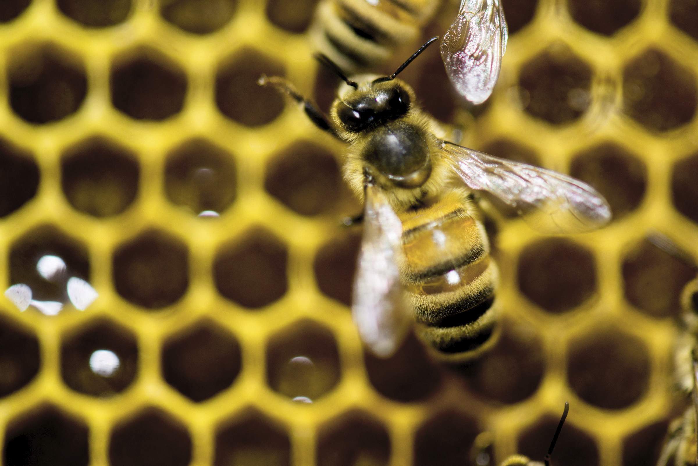 Tampa Bay's TikTok-famous beekeeper finds success with sweat and honey