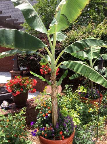 Bananas in containers offer thrilling tropical foliage