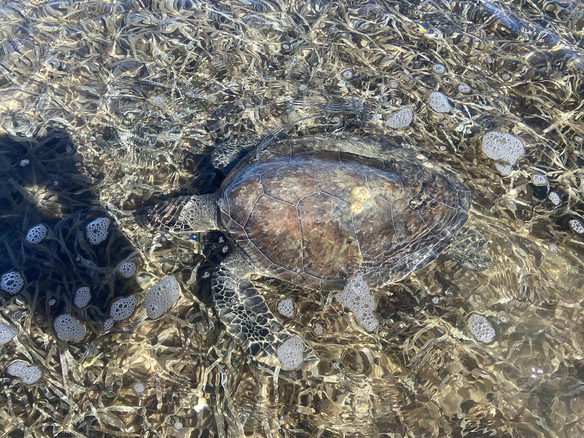 ラフアンドスウェル　 RSM-25213　PABLO OFF TURTLE ラフアンドスウェル RSM-25213 PABLO OFF TURTLE ラフアンドスウェル