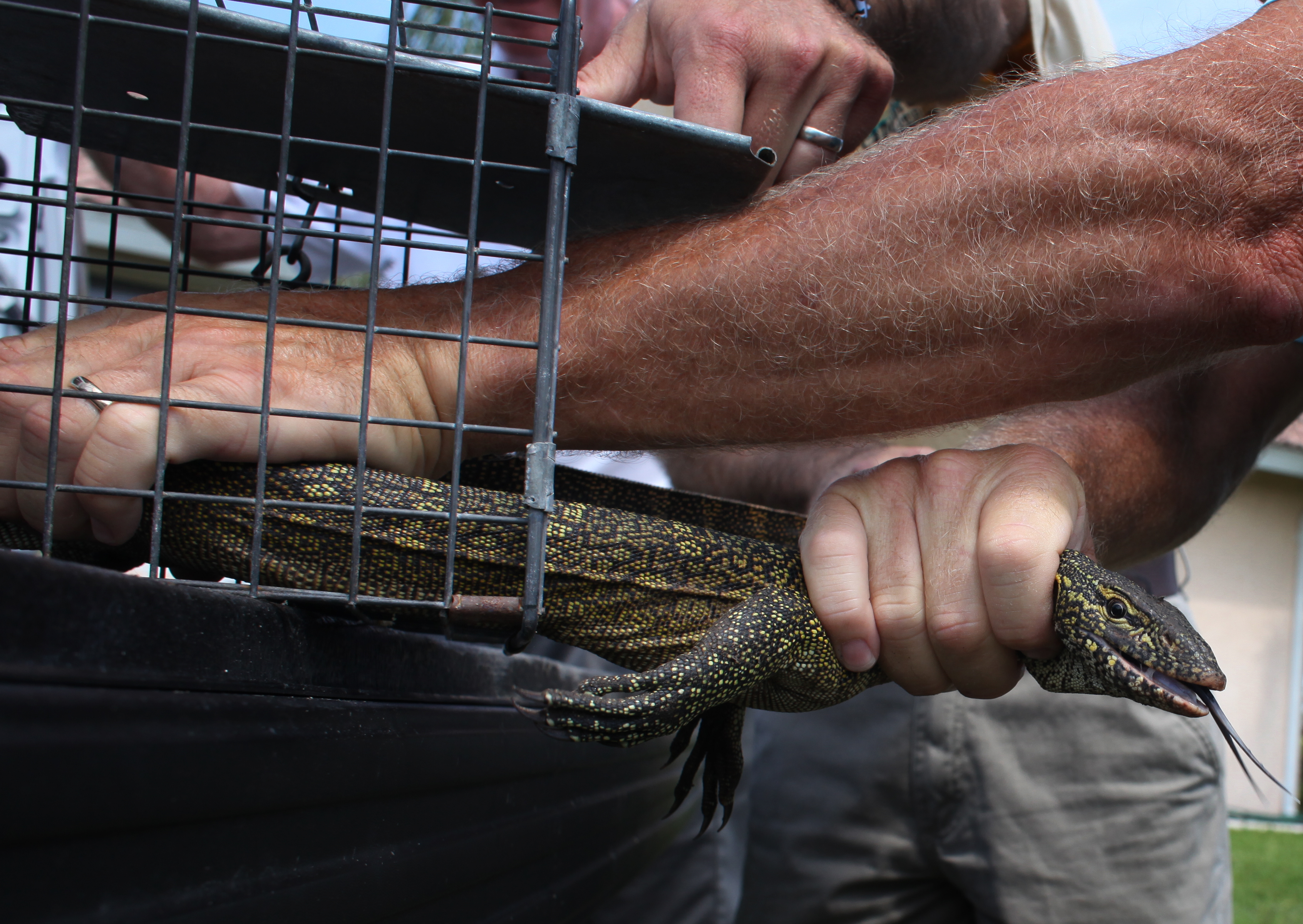 Nile monitor lizards, the aggressive, invasive beasts will eat