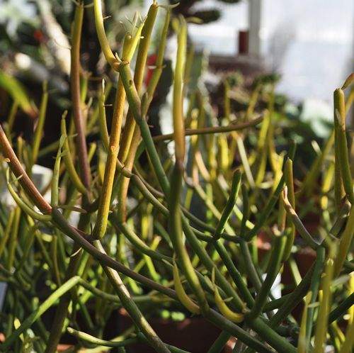 Sap aside, pencil cactus is nice indoors or out