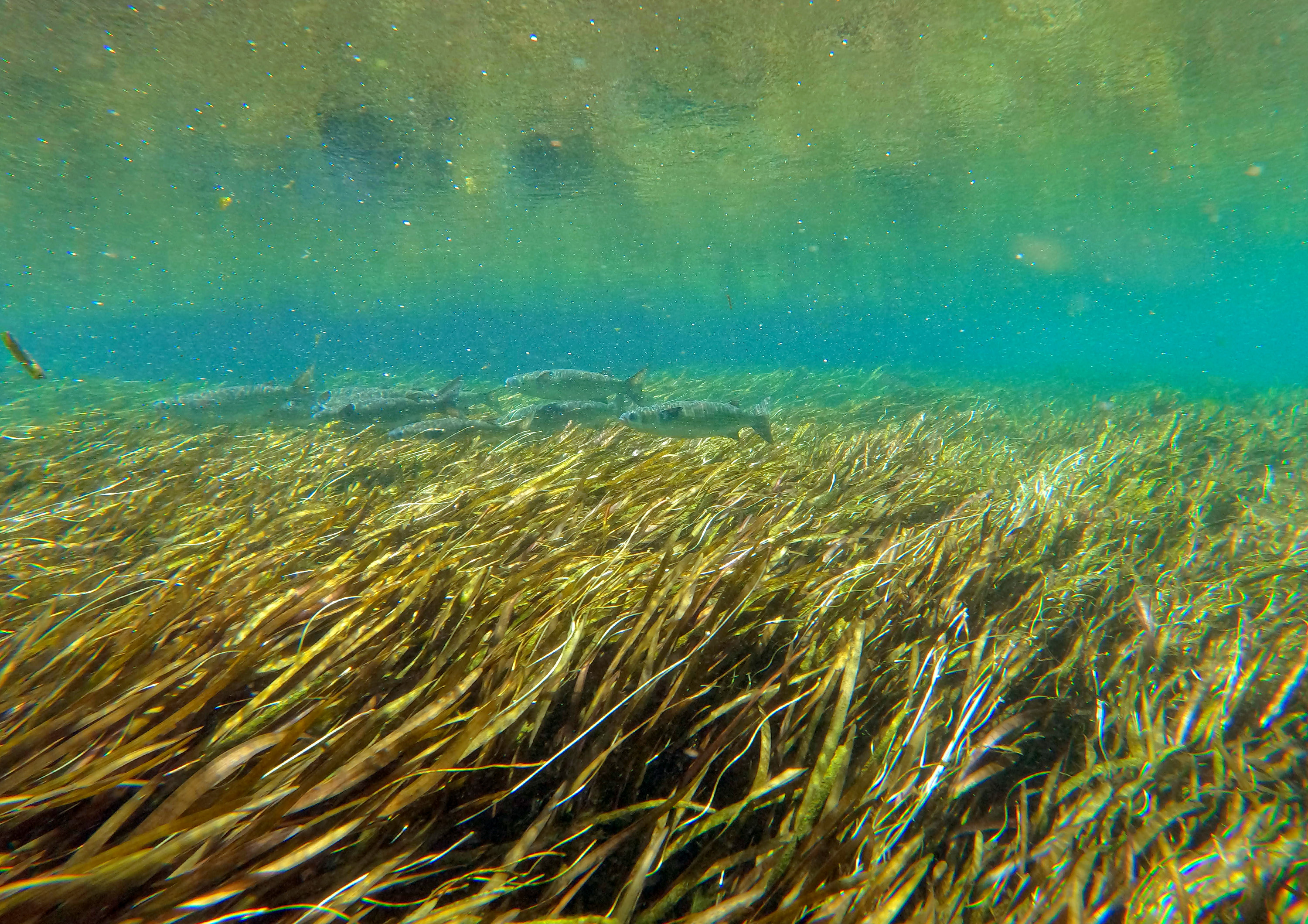 Florida Springs – Working to protect Florida's springs through