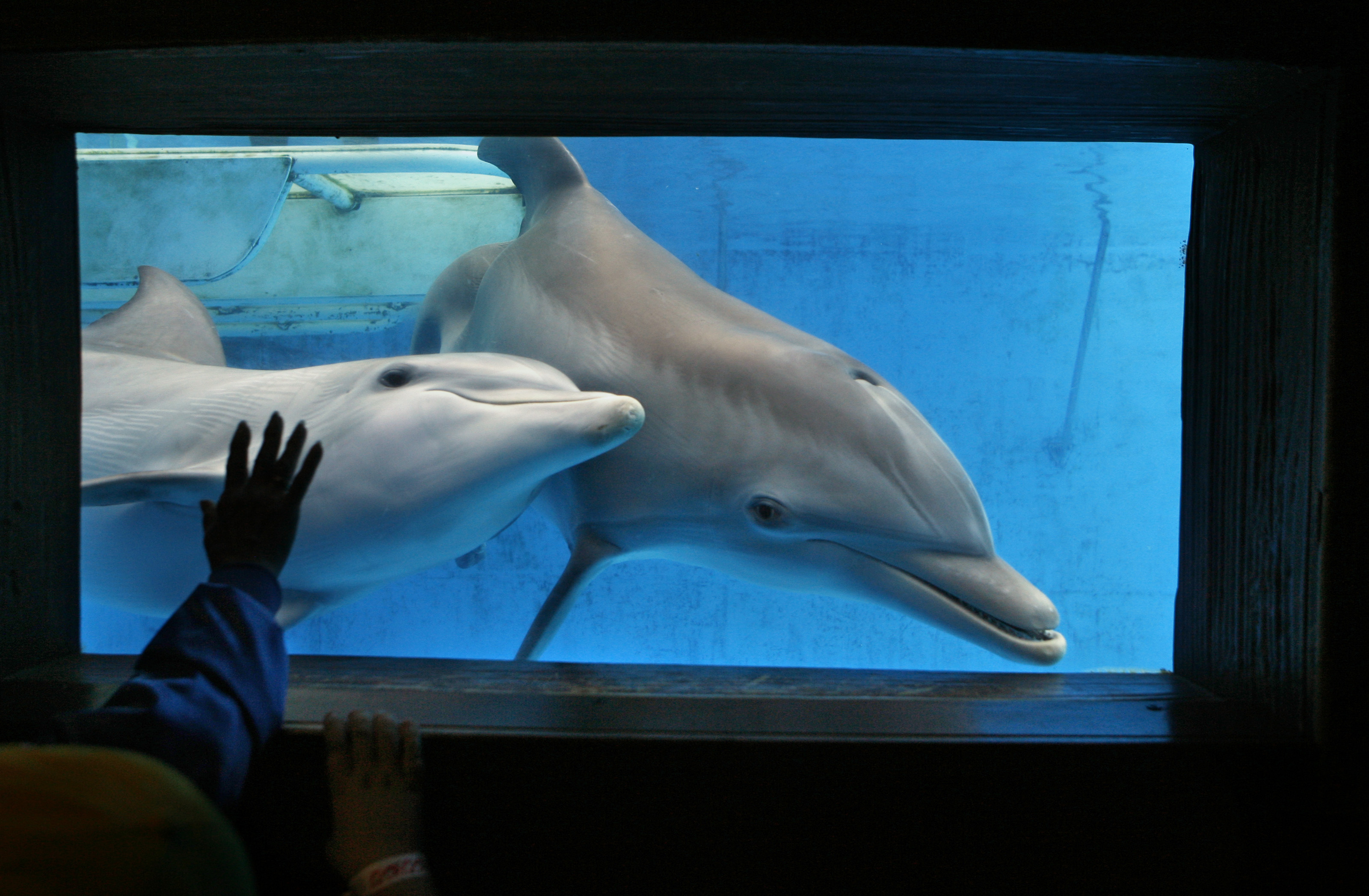 CMA: Preliminary results show Winter the Dolphin died from