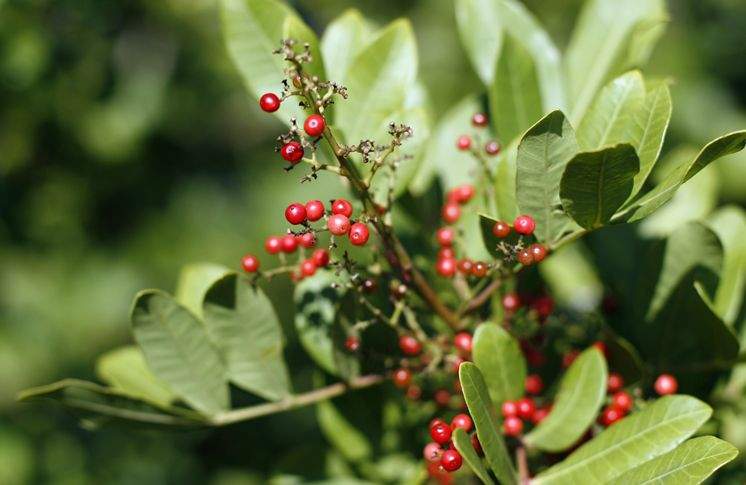 Florida is ground zero for invasive species, but you can help | Column