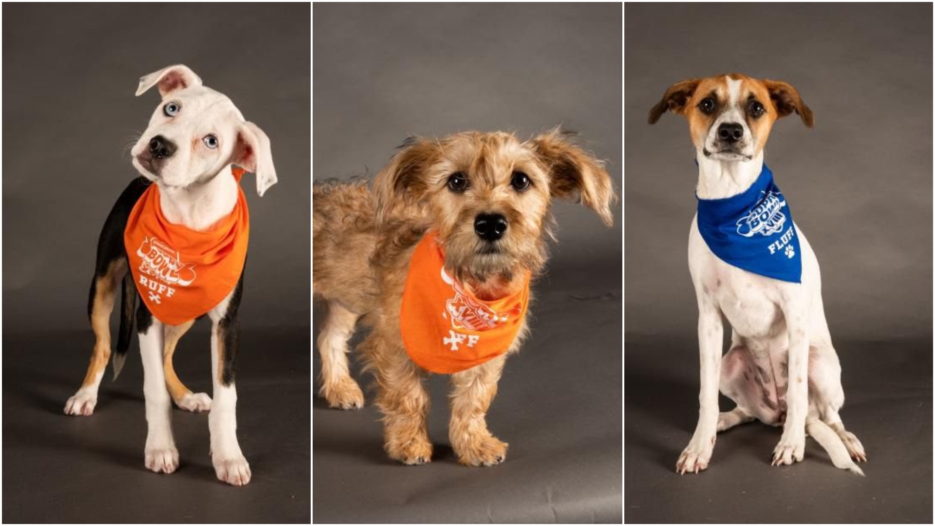 Meet the Tampa Bay dogs starring in the Puppy Bowl