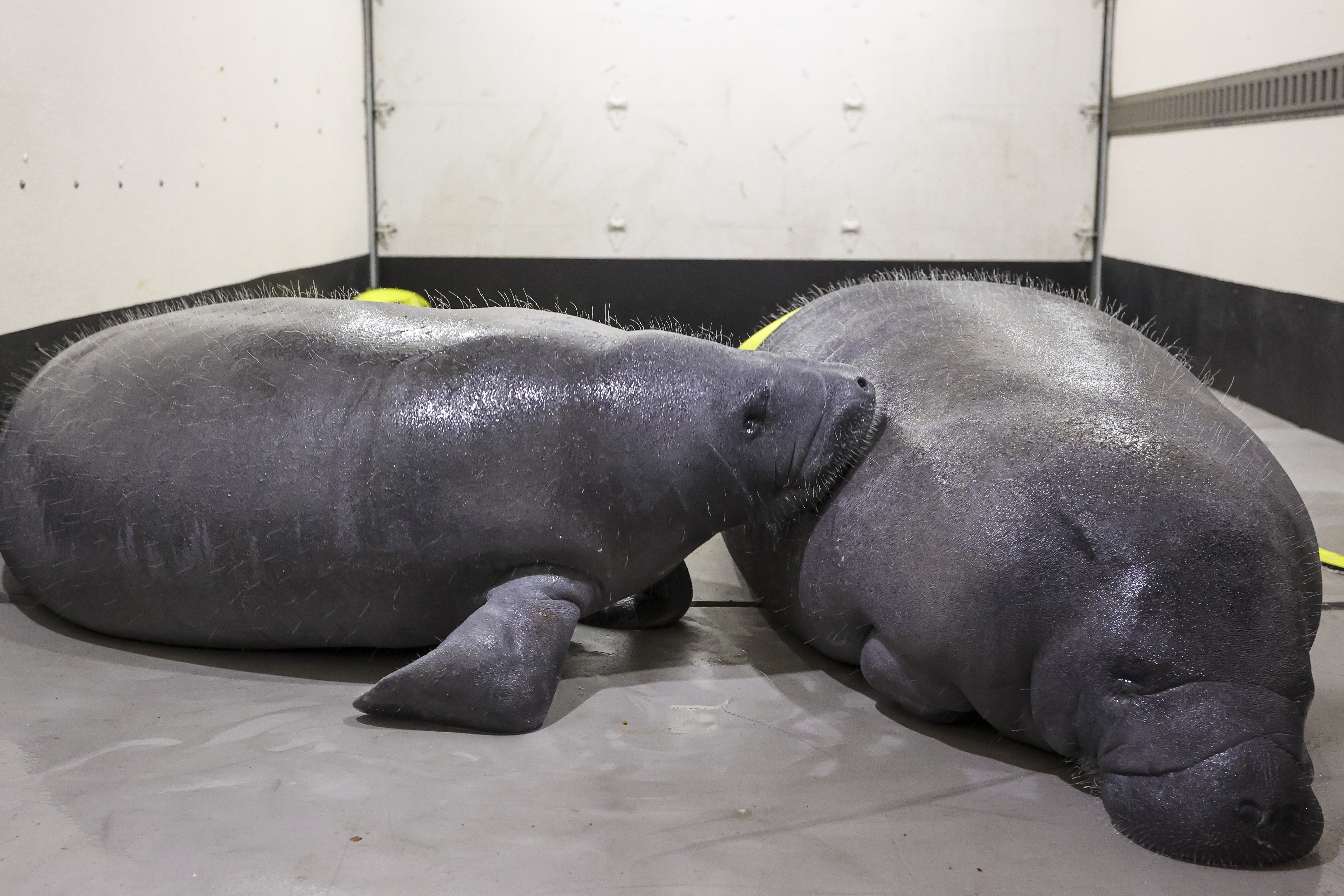 As winter looms 3 orphaned manatees shipped from ZooTampa to Cincinnati