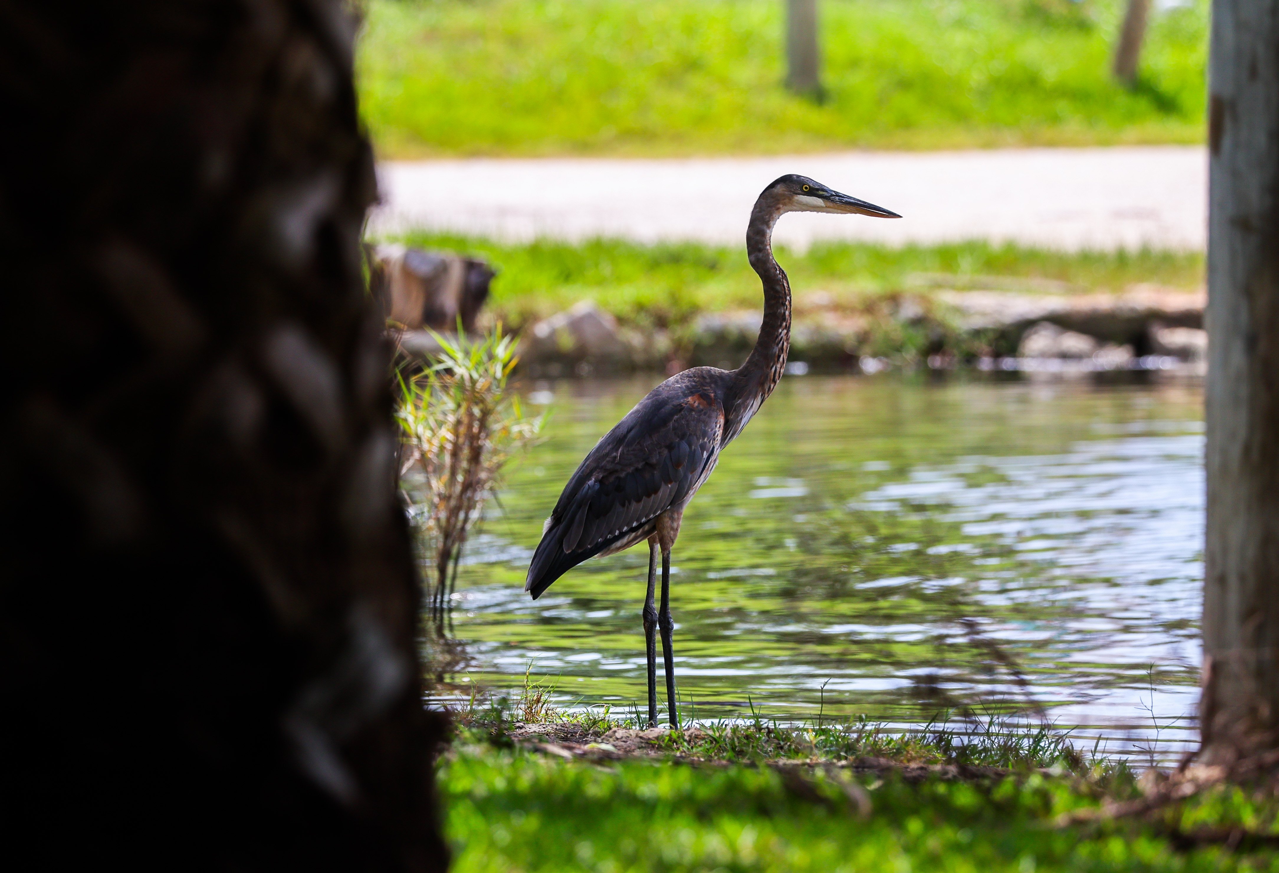 A great blue heron stands at the shore of the Homosassa River, where surrounding development has fueled algae growth and stressed the spring-fed ecosystem. 