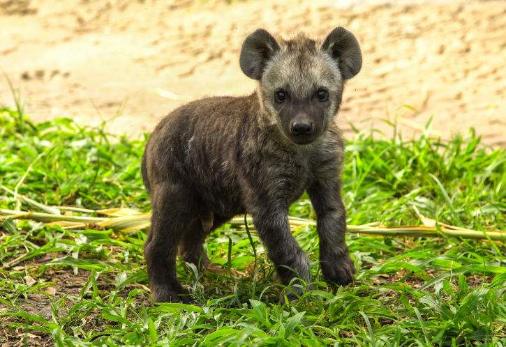 Your daily dose of cute: Baby hyena born at Busch Gardens said to
