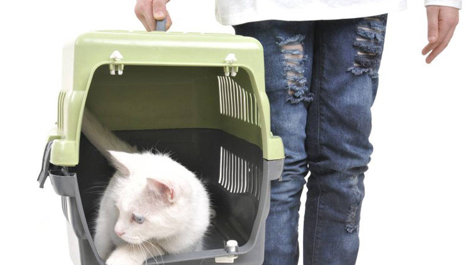 Westjet 2024 cat carrier