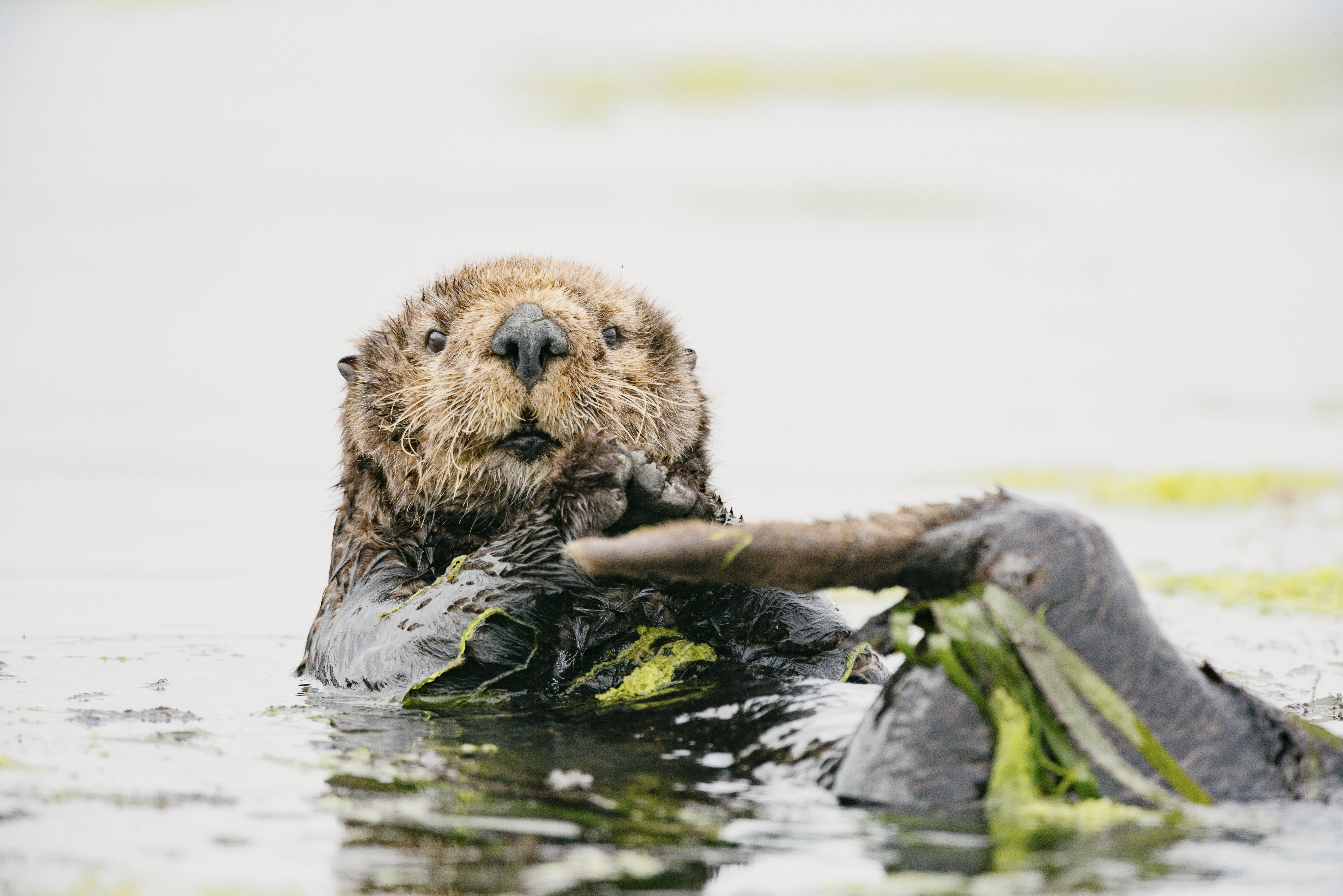 How sea otters led a green revolution on the . coast – and played a part  in climate-proofing the Pacific - The Globe and Mail