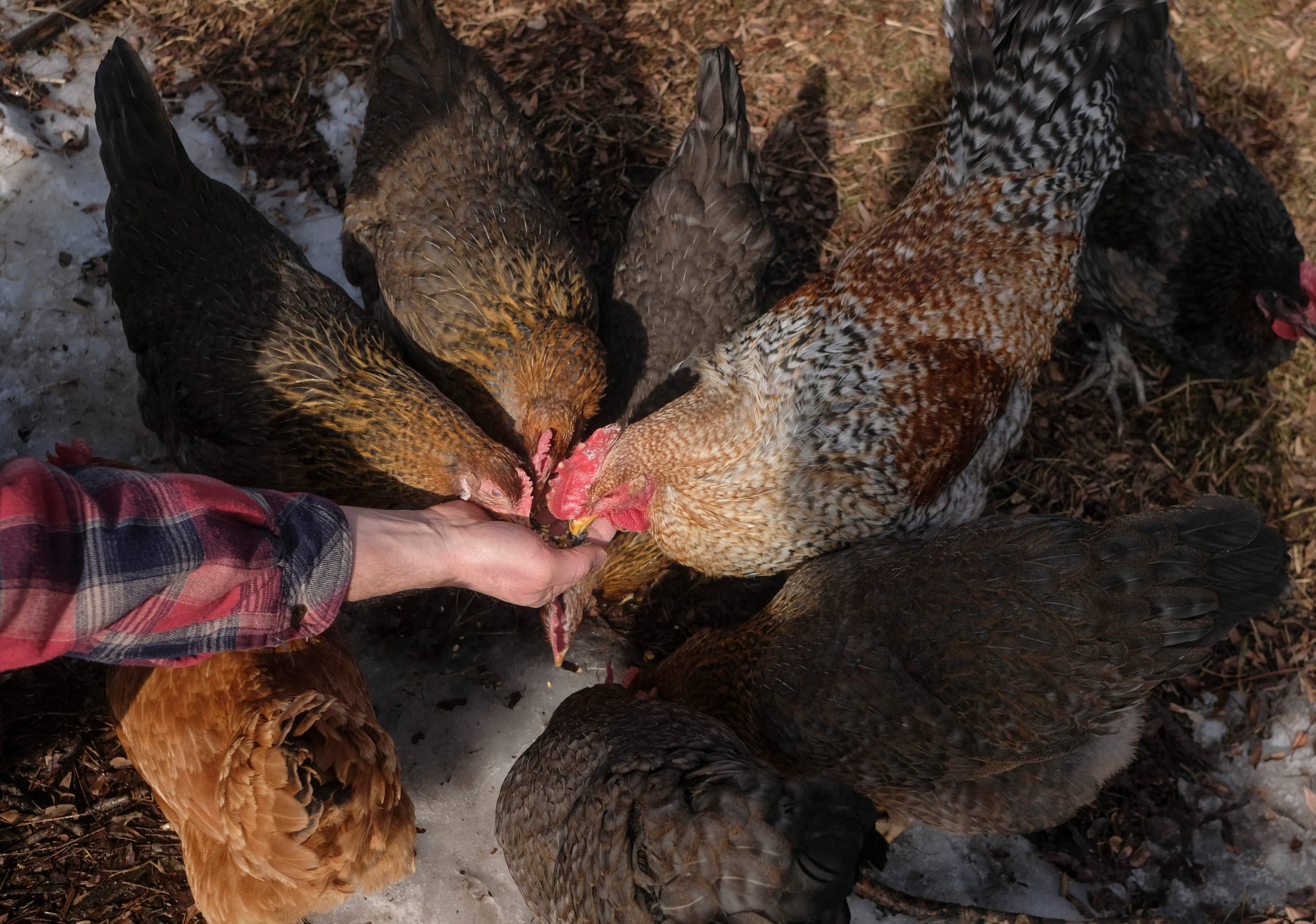 Victory! Toronto City Council Ends Backyard Hen Pilot Program - Animal  Justice