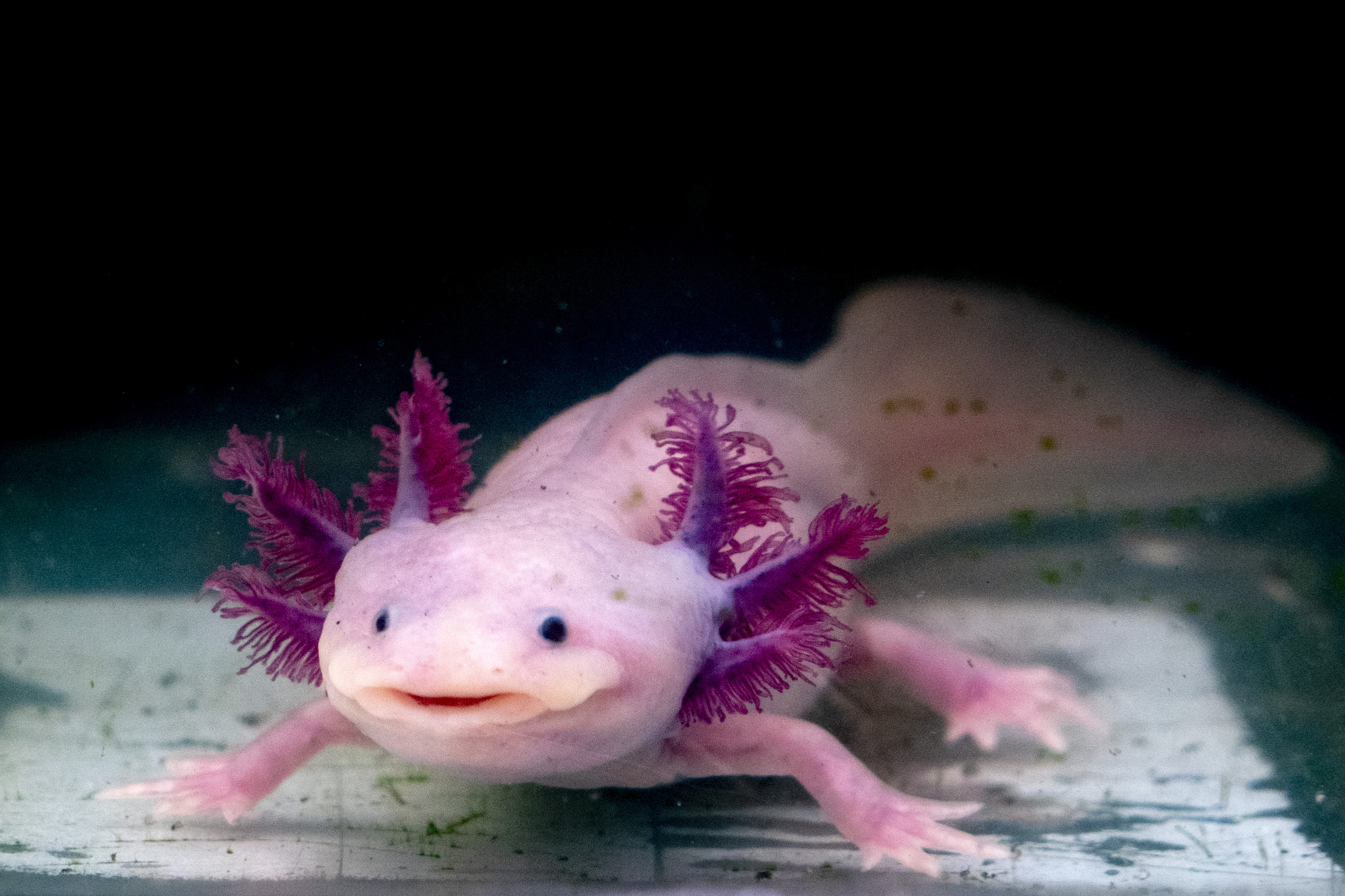 _^ — screech doors looks like an axolotl. here's my