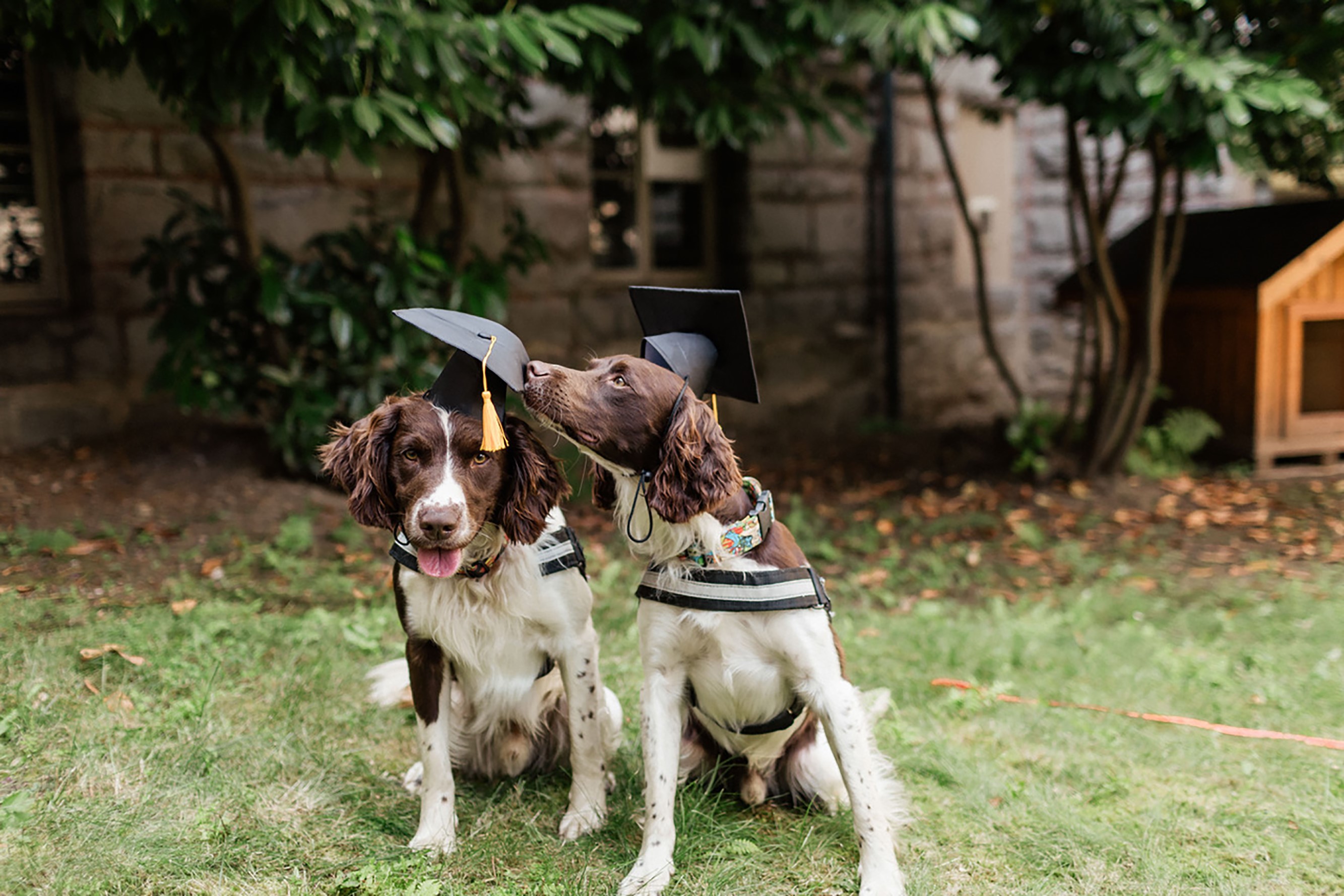 are drug dogs trained in psilocybin sniffing