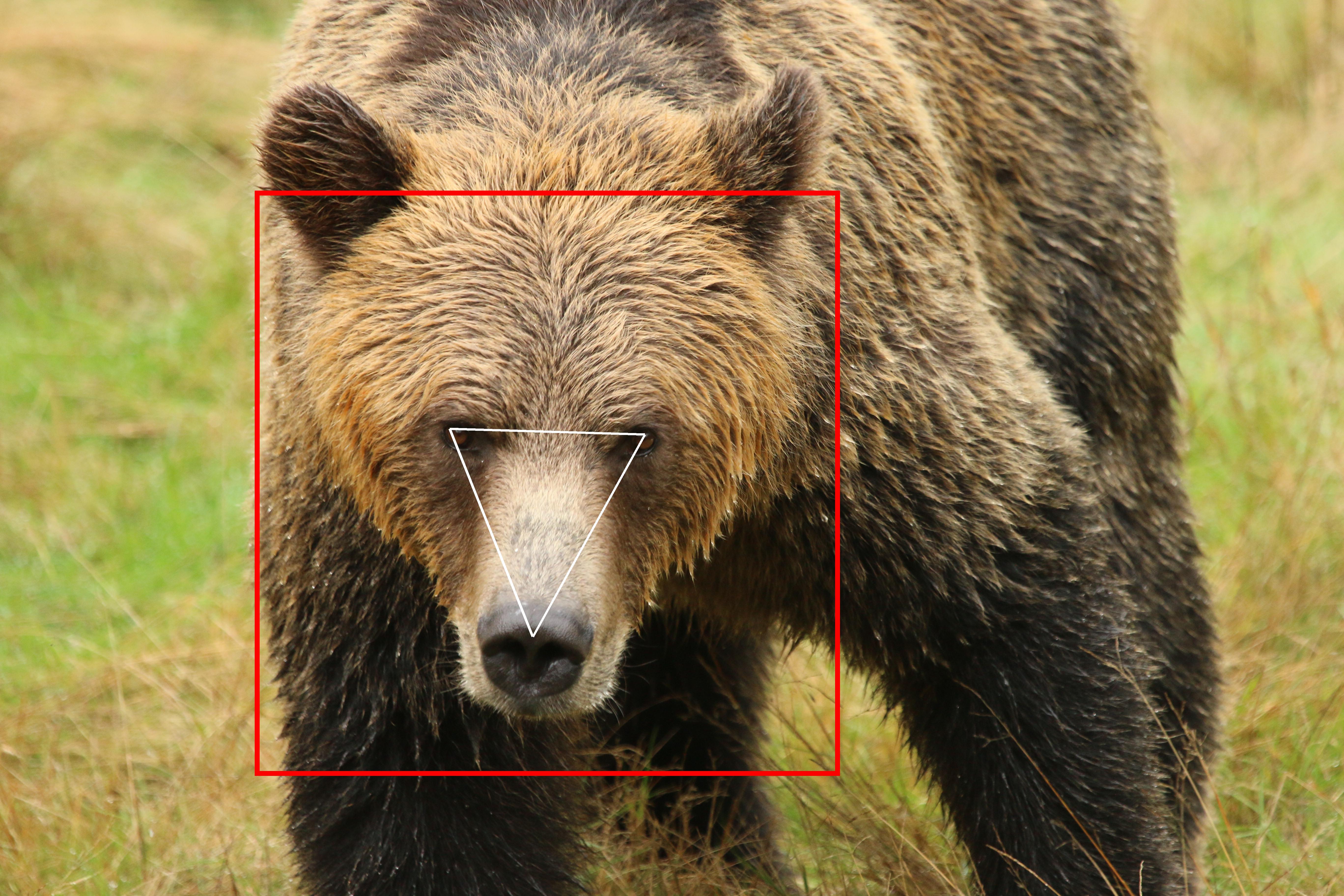 Face ID Software for Bears, Latest Science News and Articles