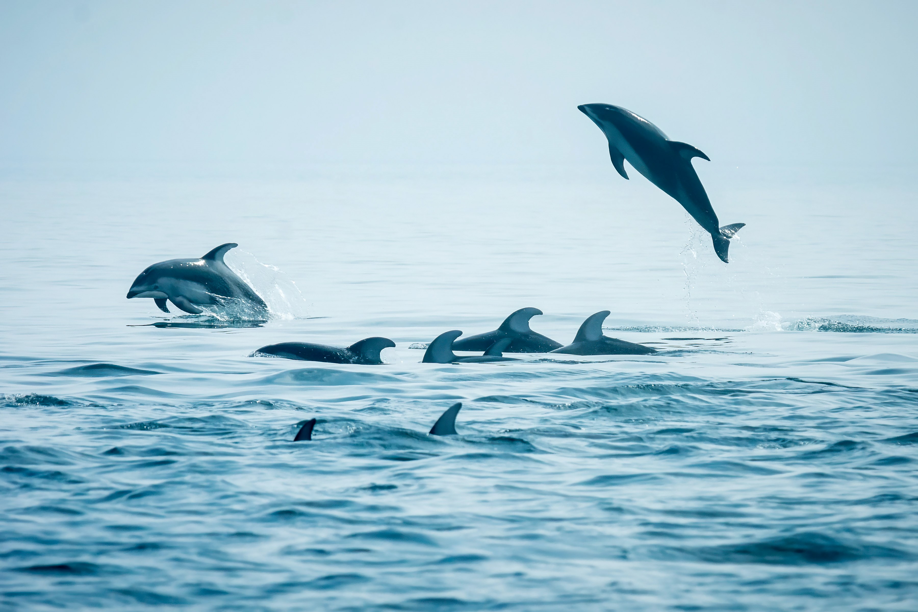 Jumping for joy: The dolphins which don't stop playing even when