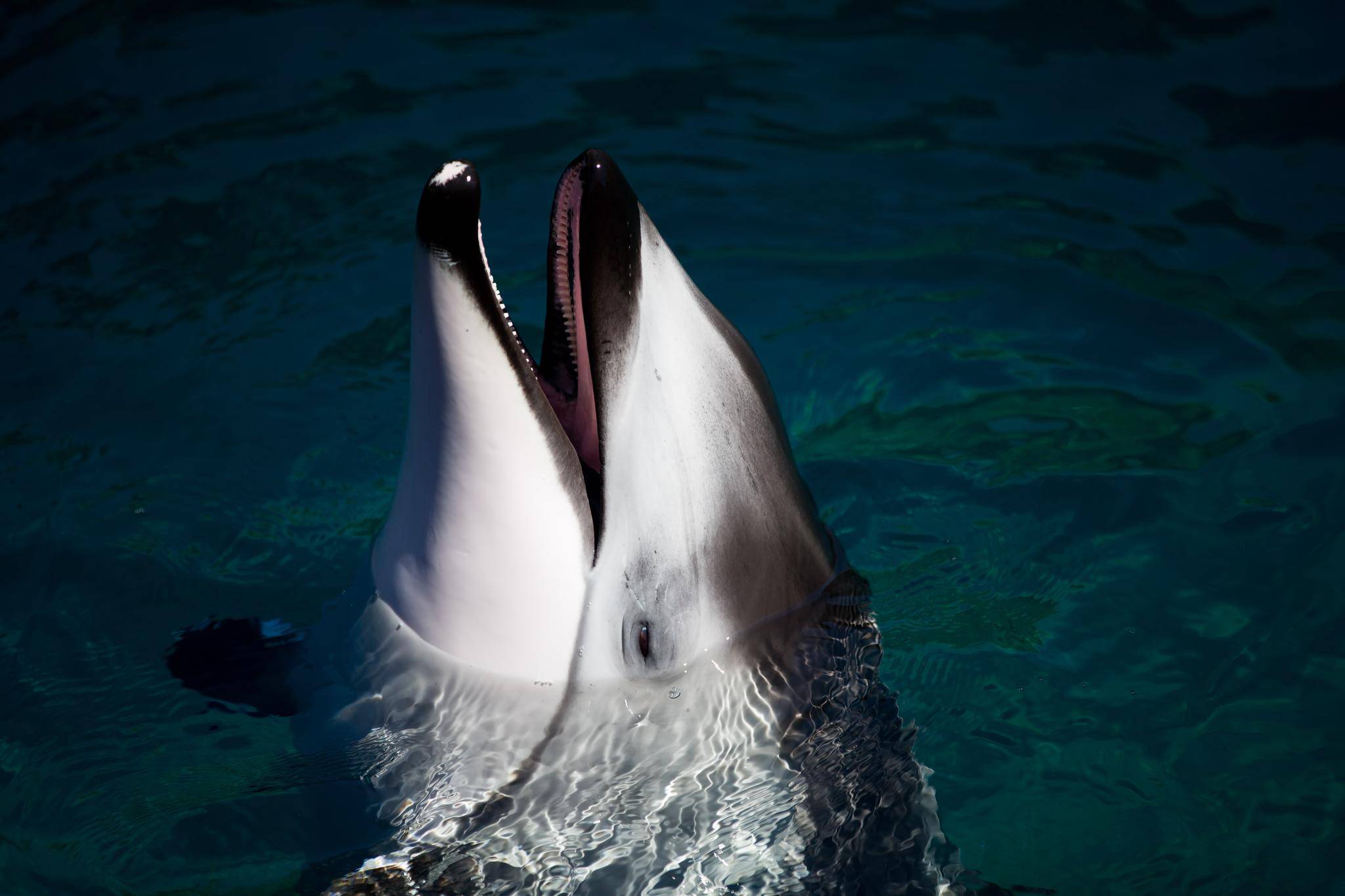 pacific white sided dolphin in captivity