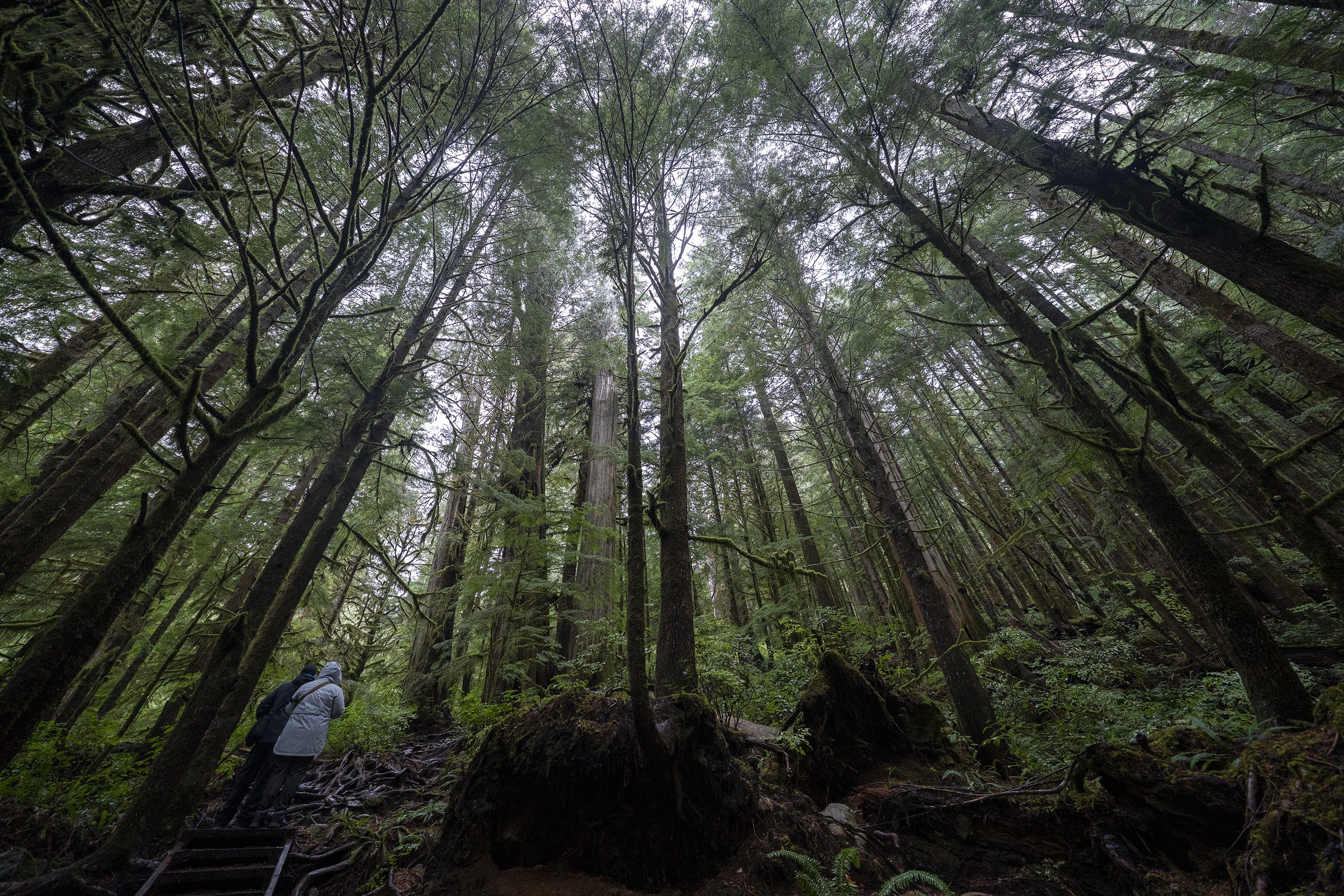 Scientists urge Canada to take action to stop degradation of