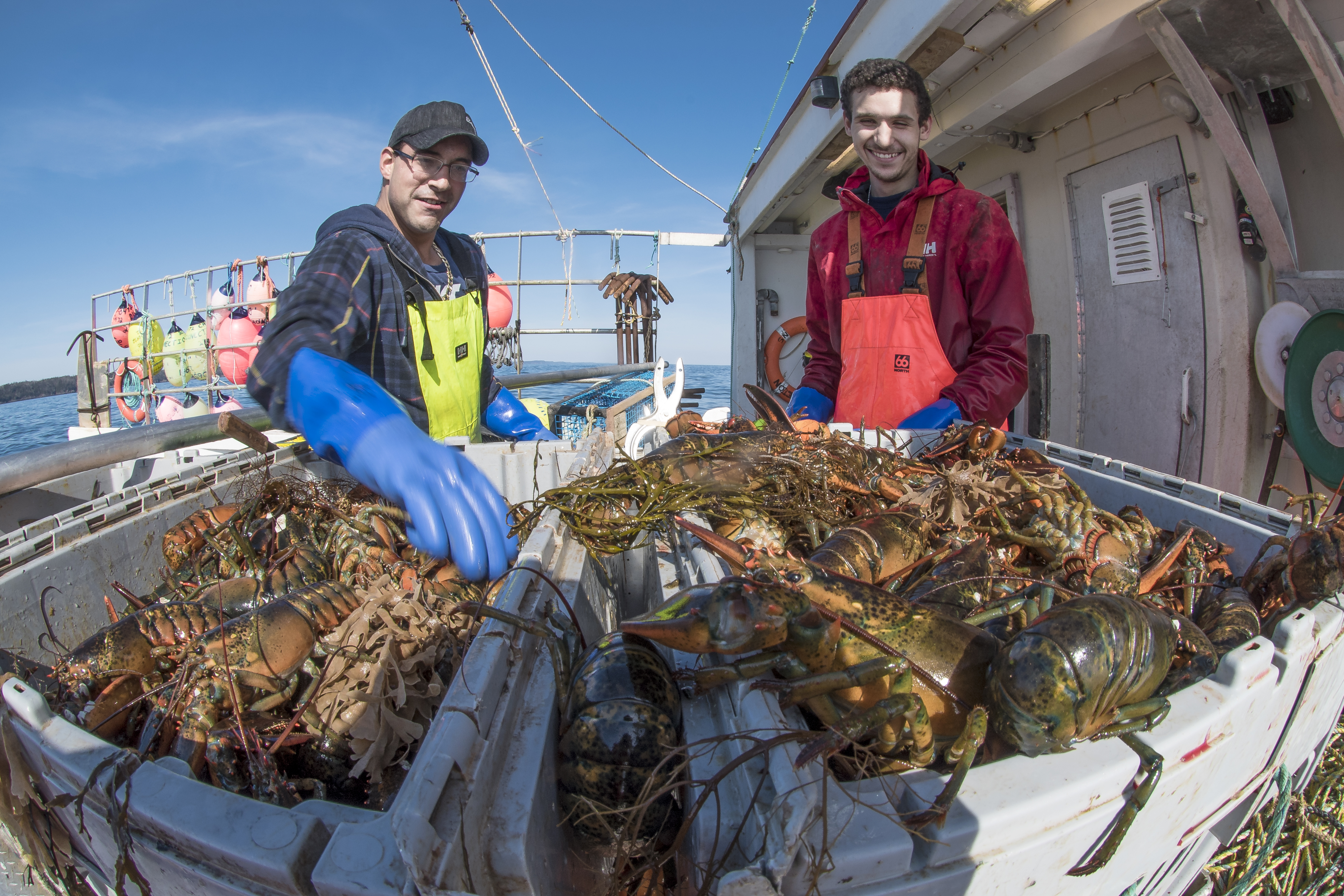 Canadian fishermen want cheaper lobster bait. Americans want to