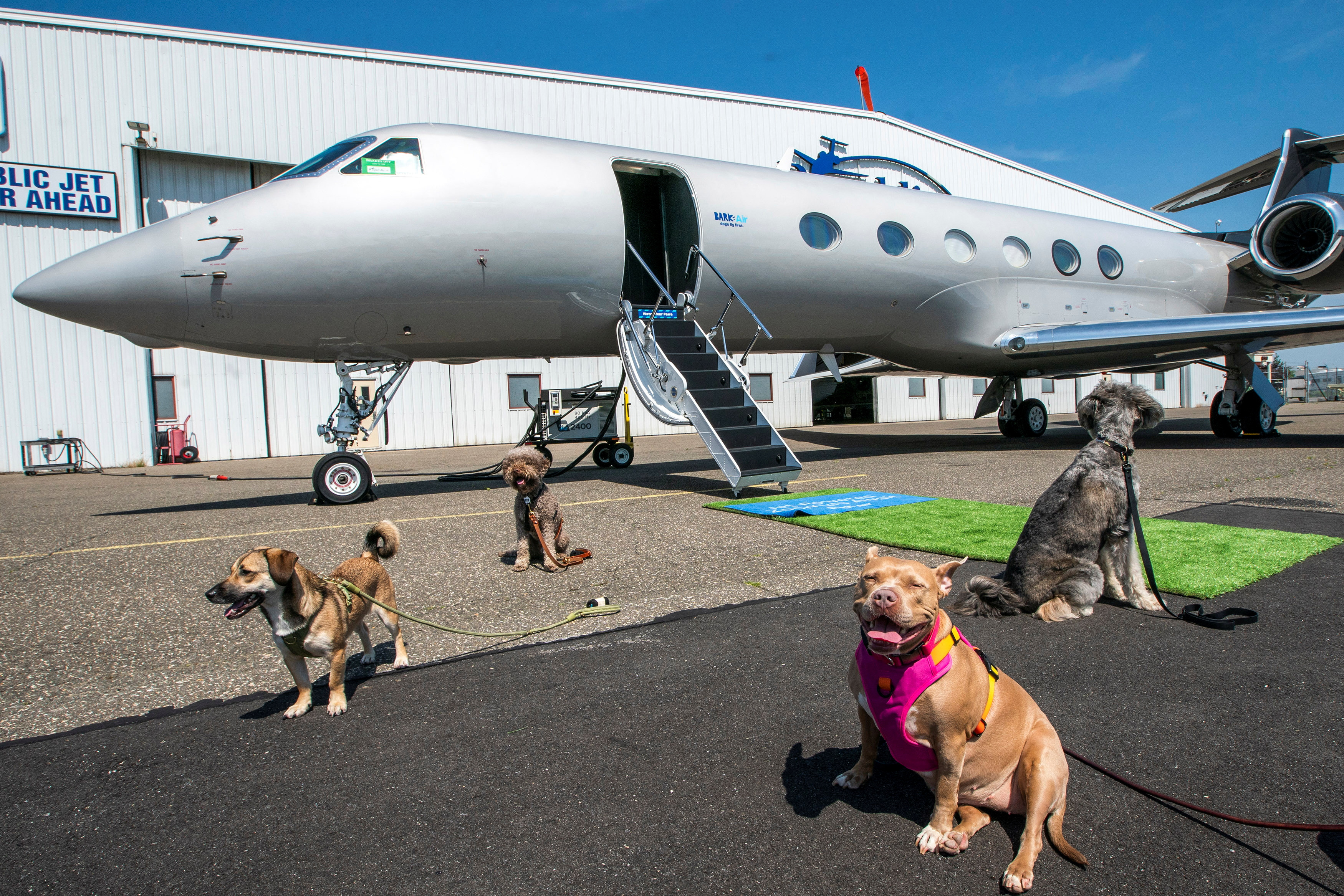BARK Air wants all dogs to fly first class - The Globe and Mail