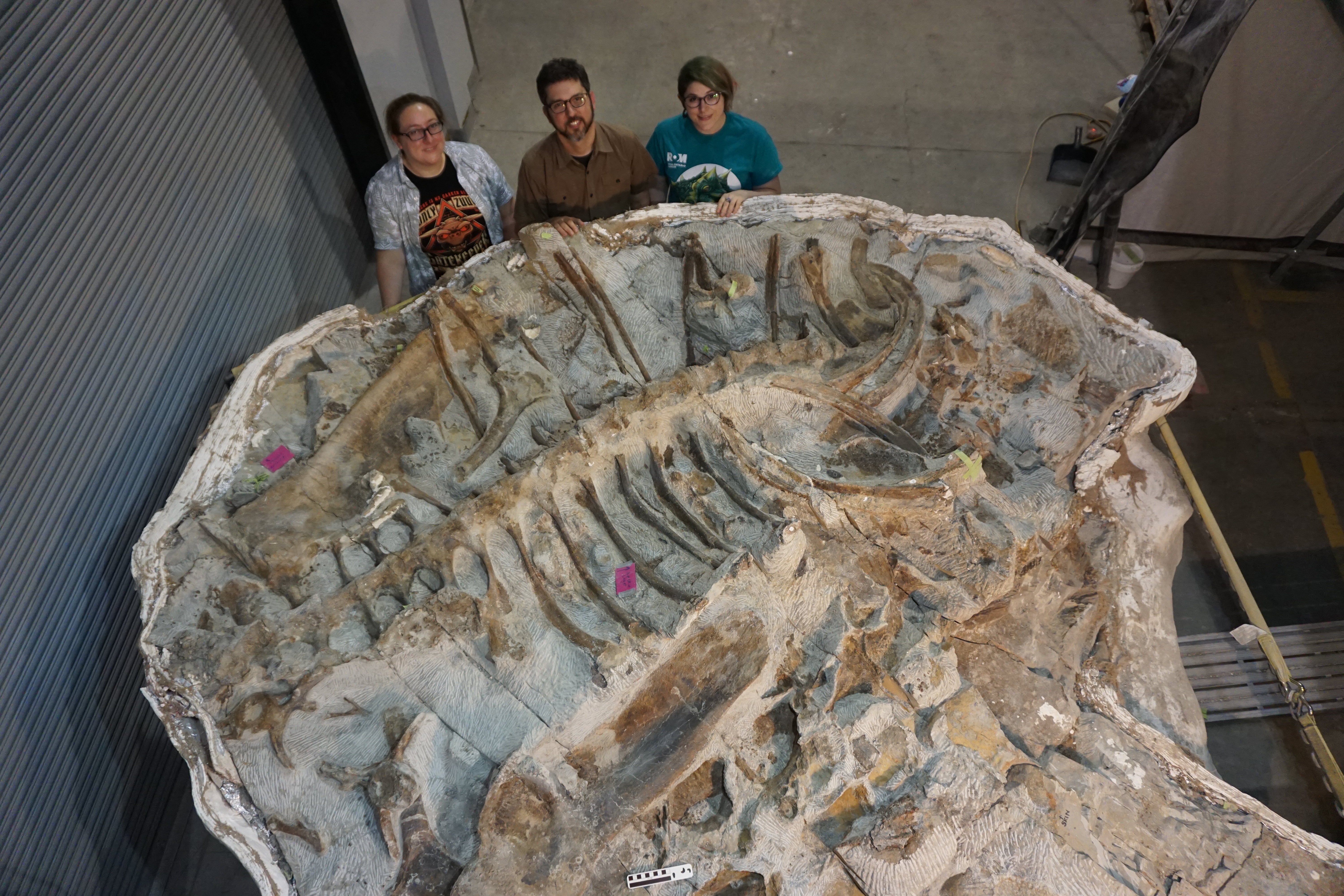 The ROM's new rock star: Meet Zuul the dinosaur