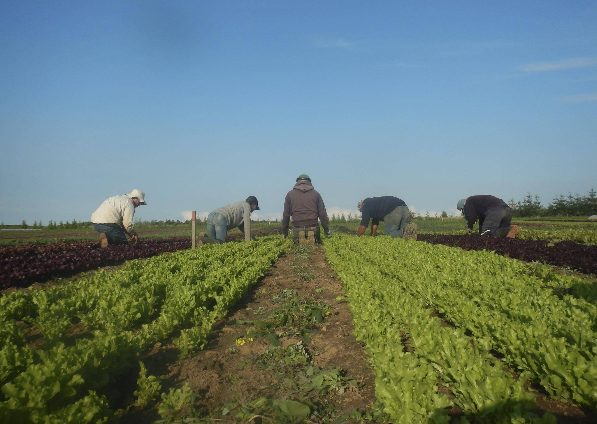 Leaving the city to become a farmer wasn't as easy as I thought - The Globe  and Mail