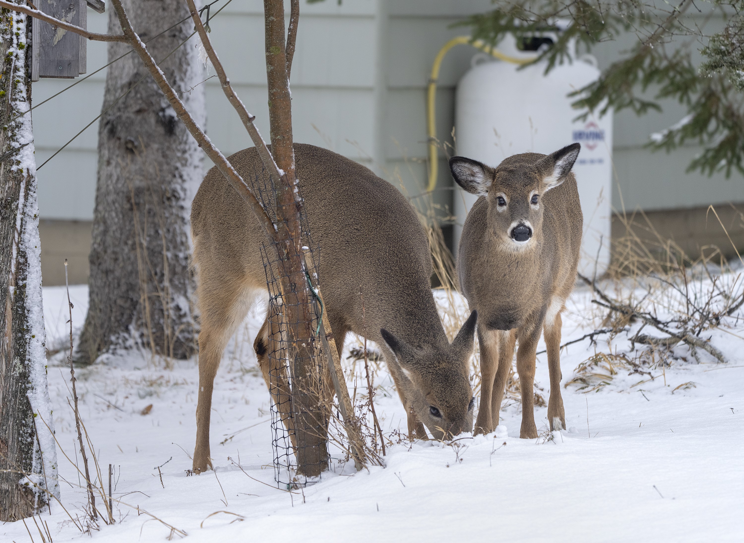 Plan to use crossbows to kill nuisance deer in Nova Scotia town challenged  by critics - The Globe and Mail