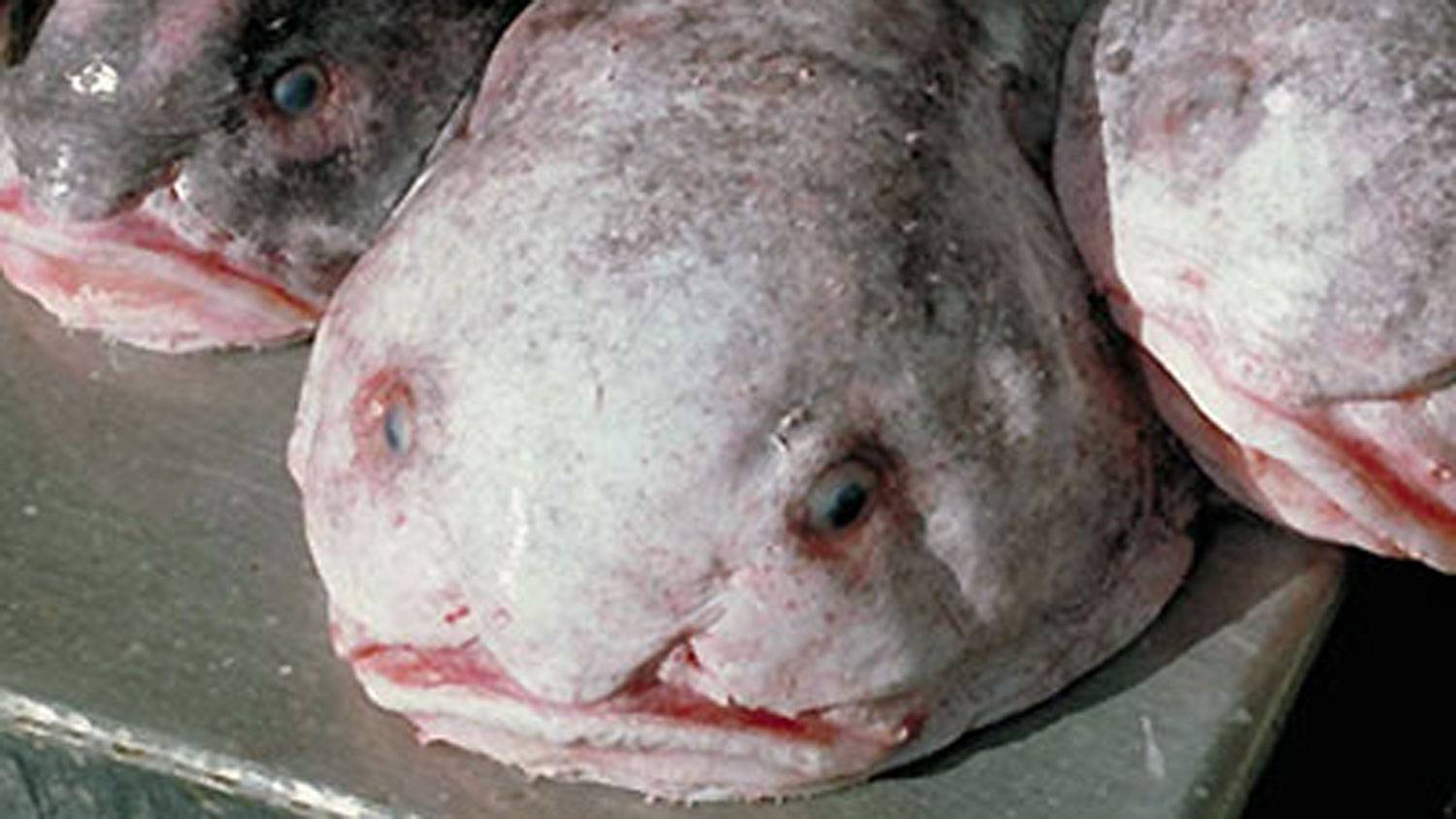 Blobfish declared world's ugliest animal