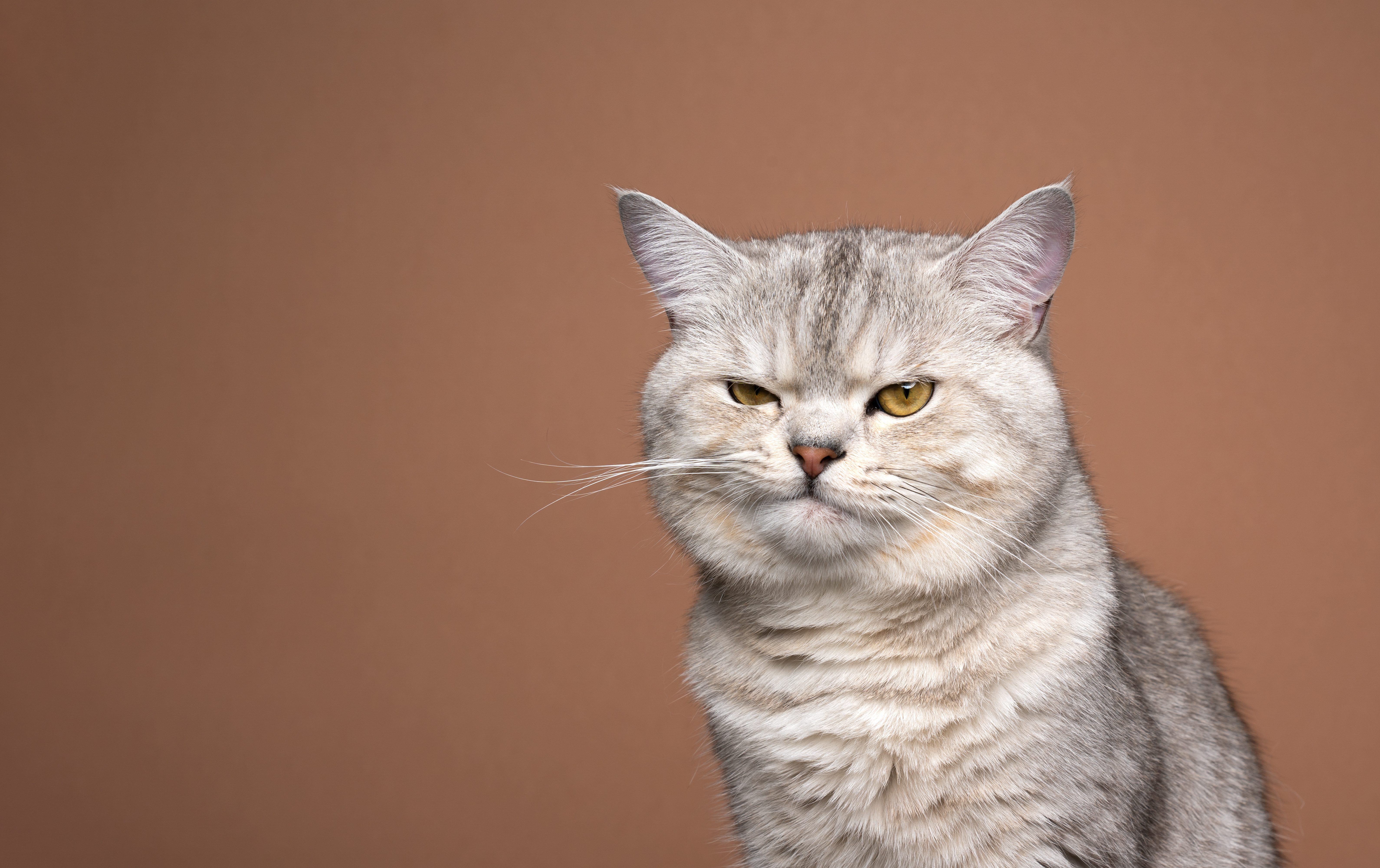 Why is your cat mad? Maybe it's because you're not listening - The