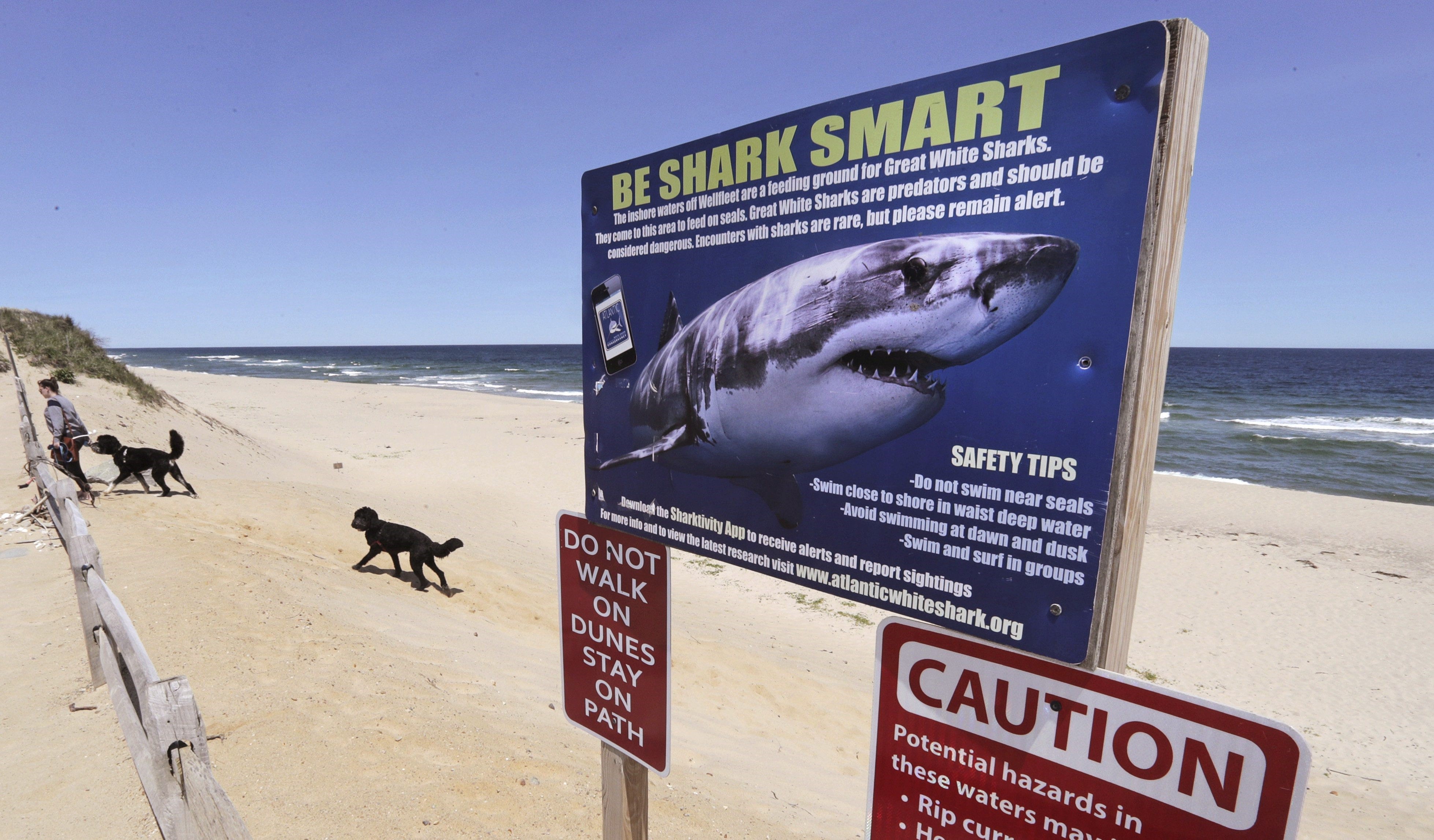 Shark nets used at most beaches do not protect swimmers, research suggests, Sharks