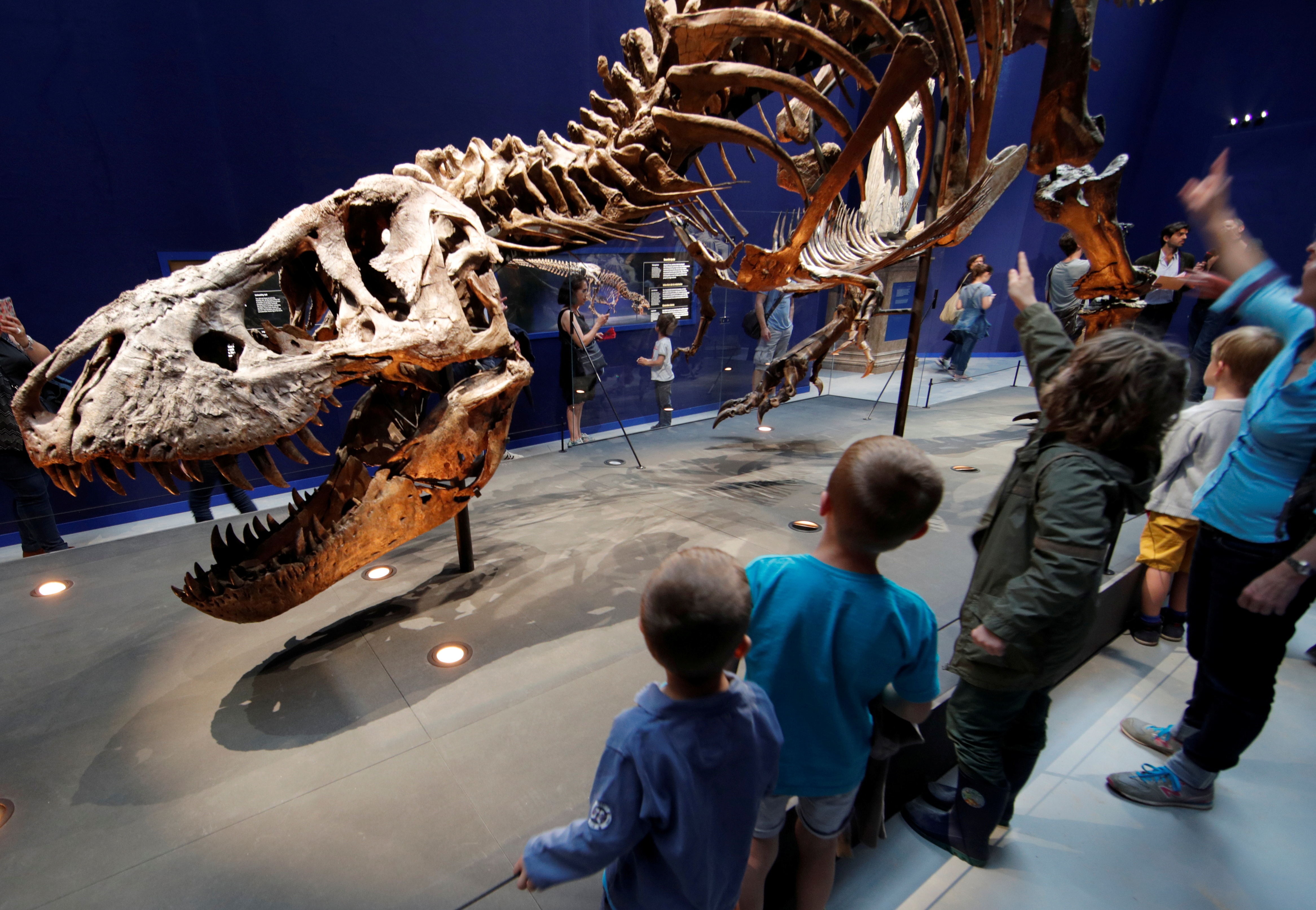 Like Godzilla, but actually real': study shows T. rex numbered 2.5 billion