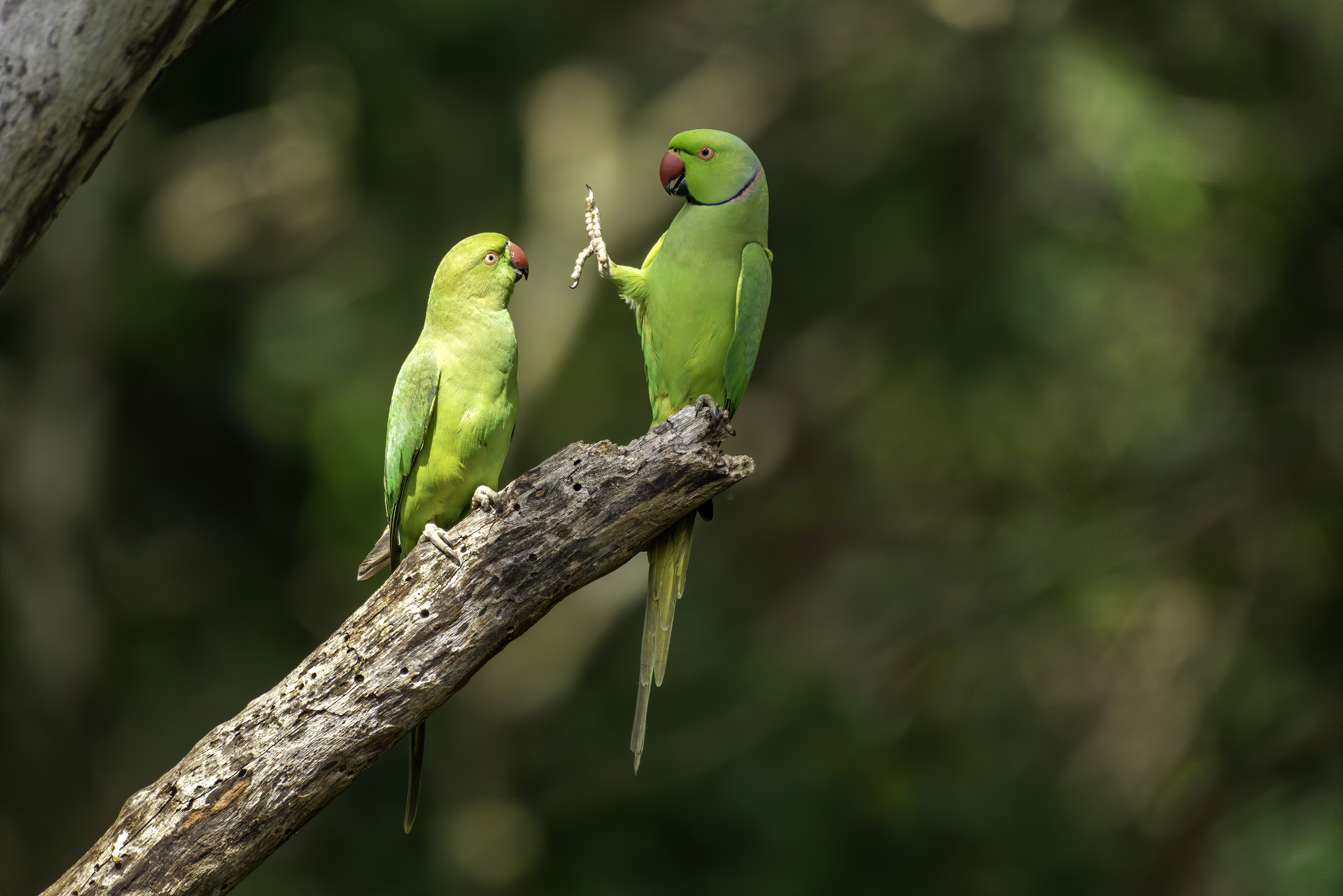 Мир смешных. Премия comedy Wildlife Photography. Comedy Wildlife Photography Awards 2020. Забавные животные в дикой природе. Смешные животные фото.