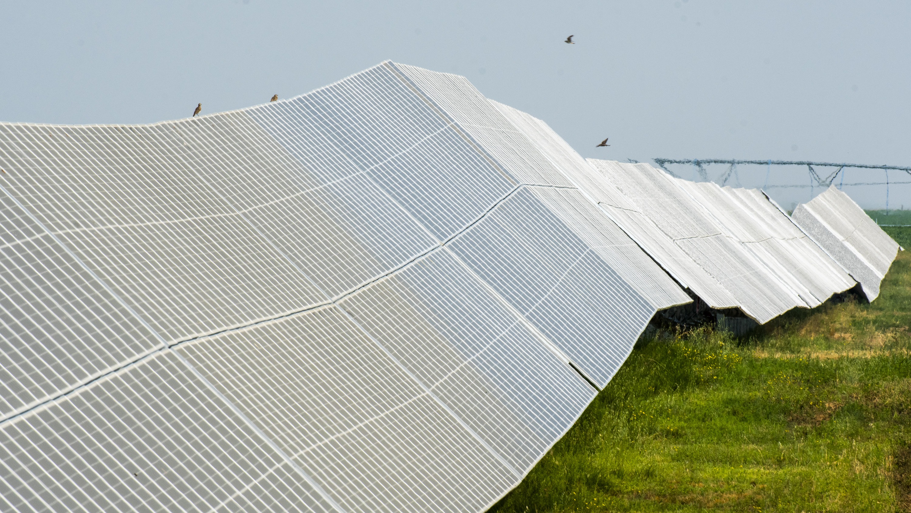 Mixed-use solar and agricultural land is the silver bullet Alberta's  Conservatives have wished for