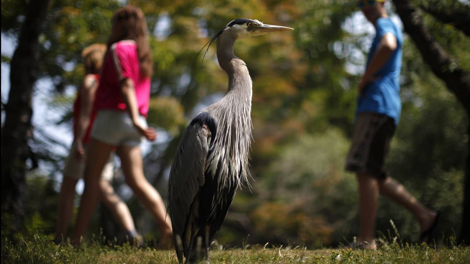 Blue Heron hook shortage