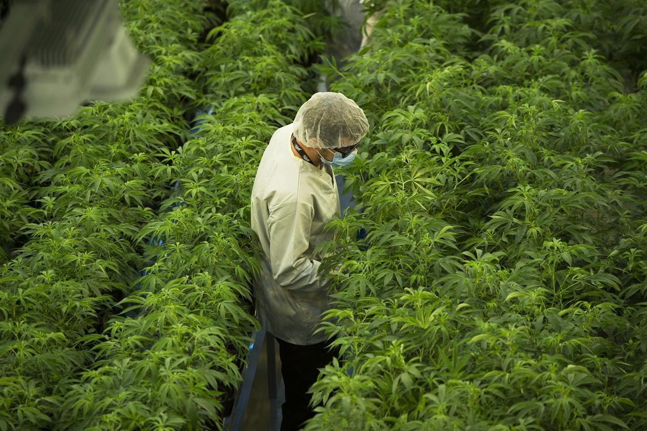Martha Stewart to join marijuana grower Canopy Growth