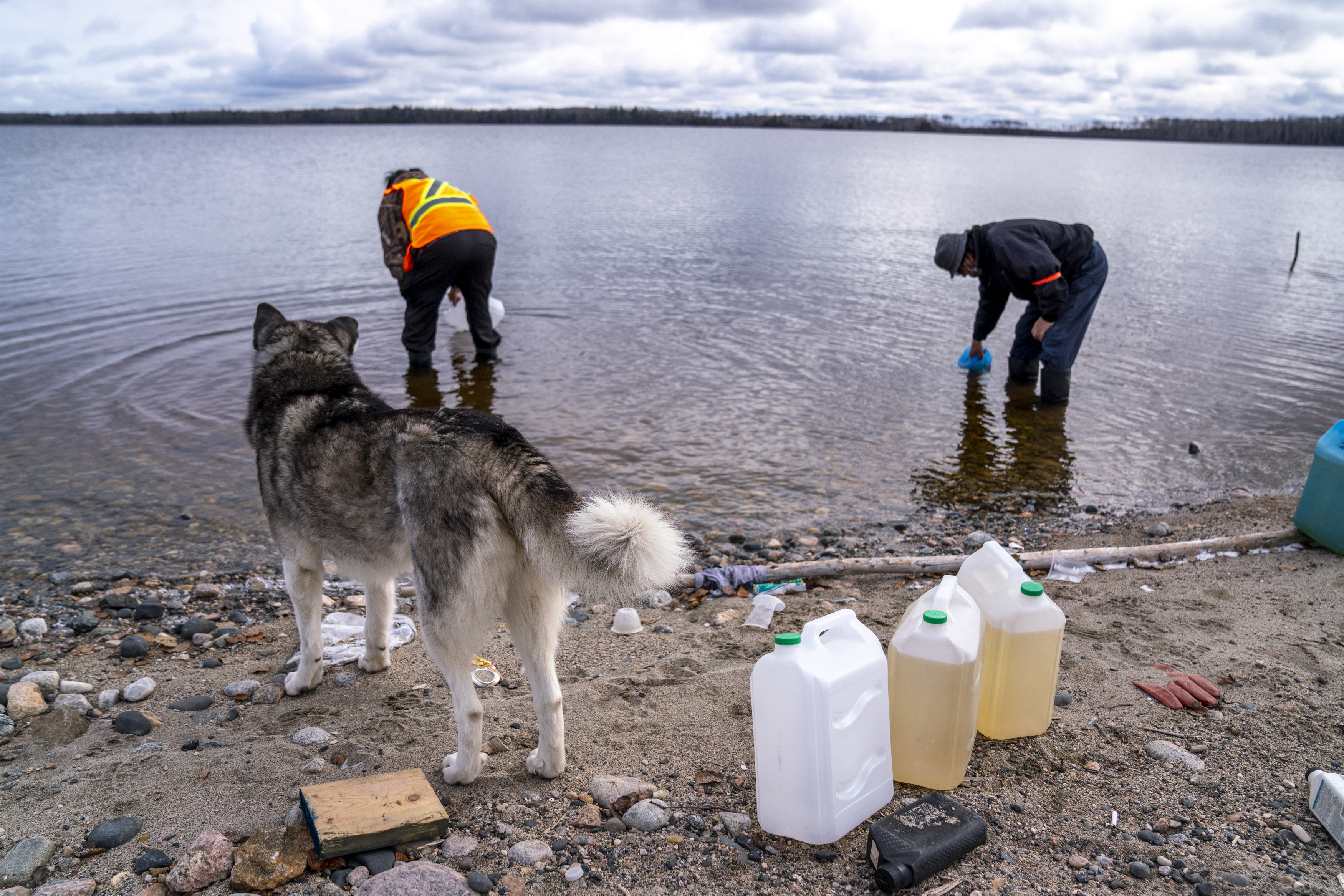 can dogs drink water during a boil order