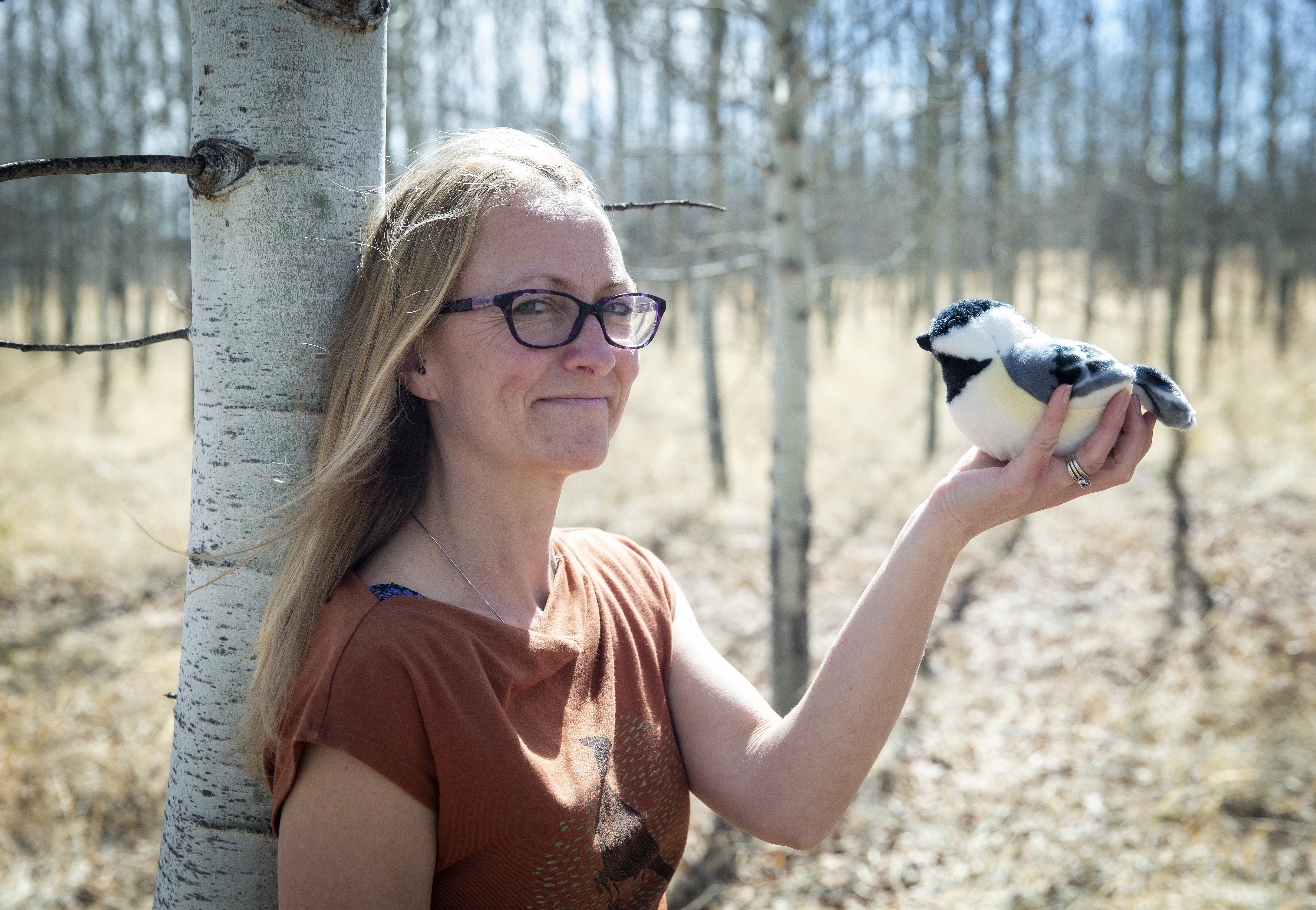 Blue Jay  Bird Friendly Calgar