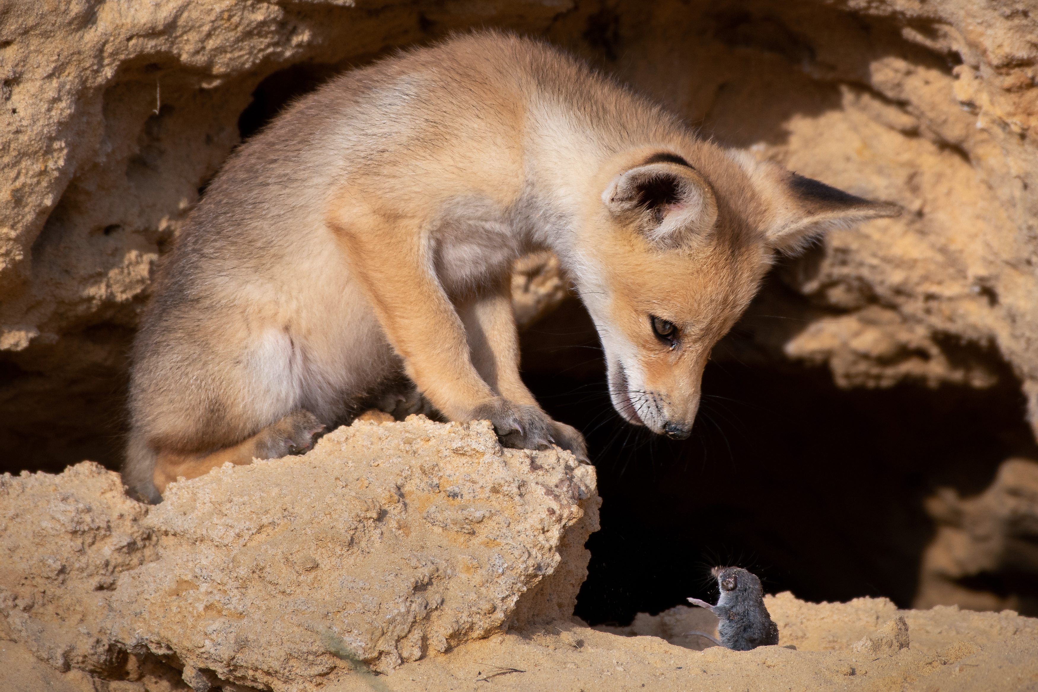 Самое тонкое животные. Премия comedy Wildlife Photography. Лучшие снимки дикой природы. Смешные фото животных.